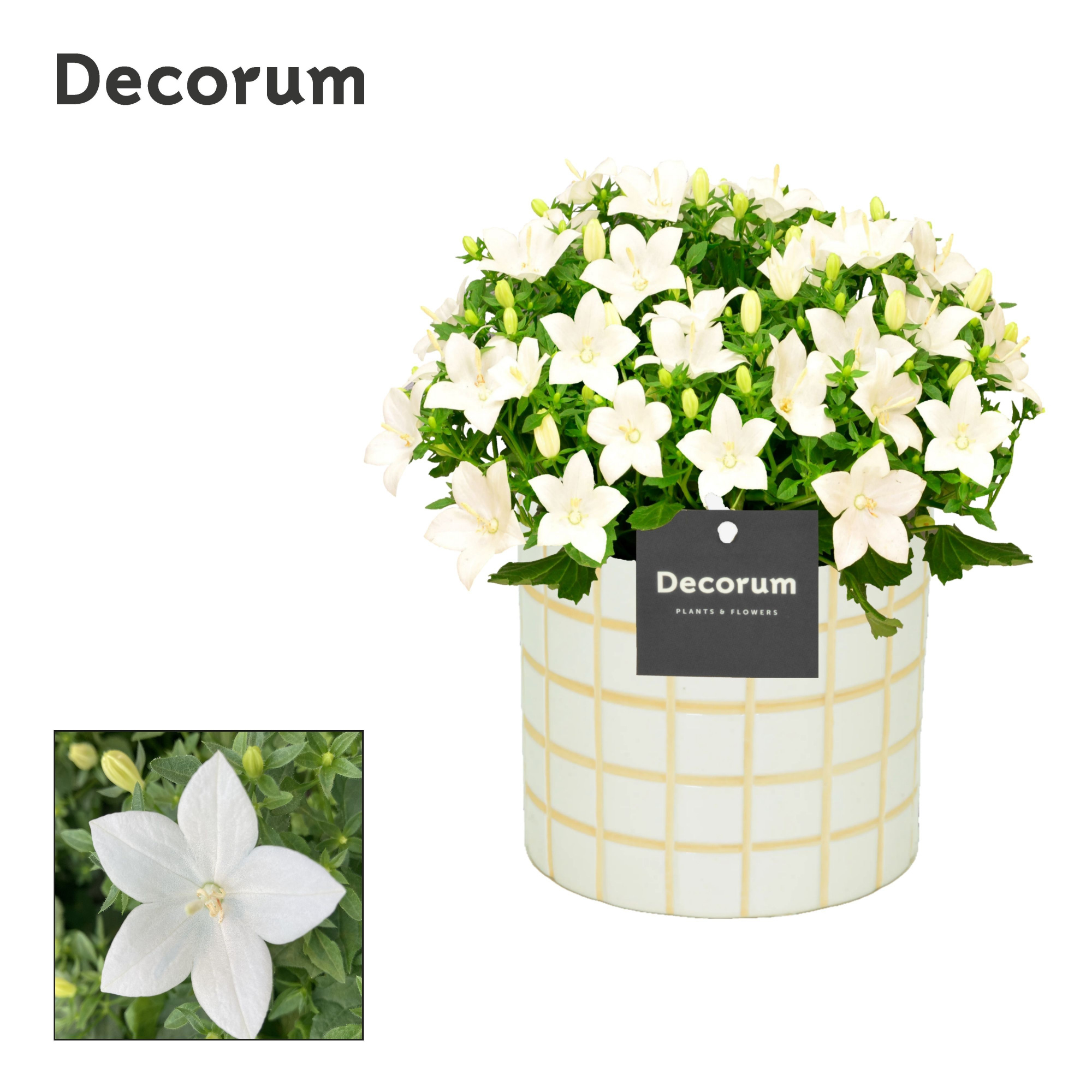 Campanula Atlanta 'Tirza' Decorum, D 14