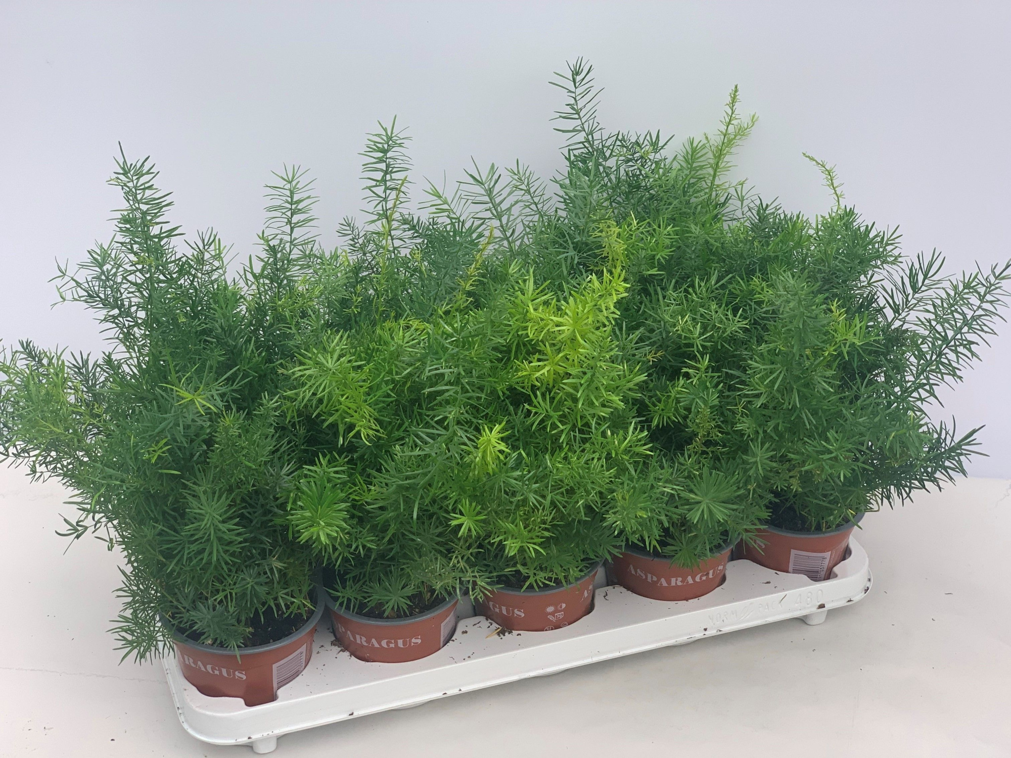 Asparagus Sprengeri, D 12 cm