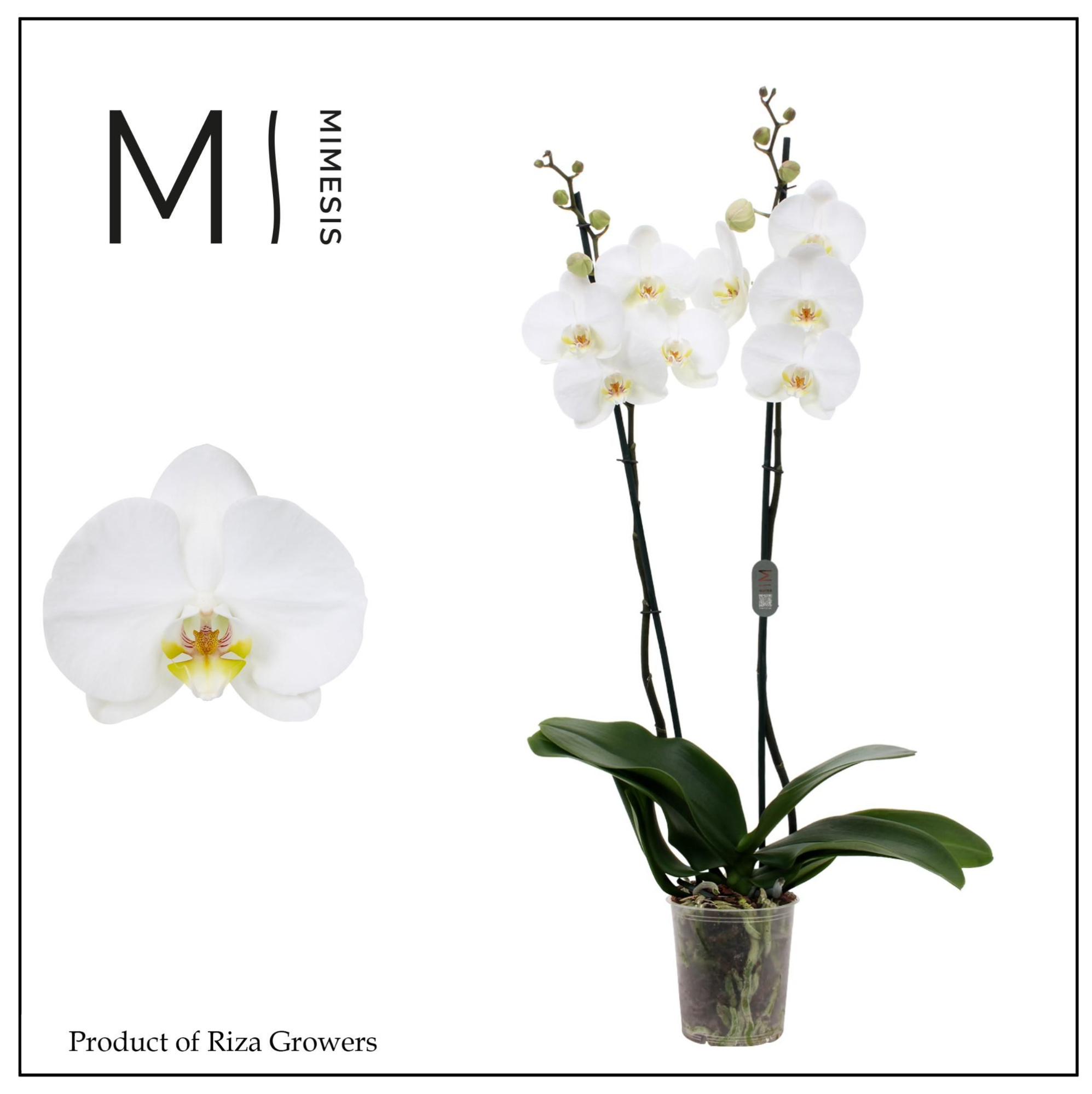 Phalaenopsis White Bigflower 2 spike - 12cm | Mimesis, D 12 cm