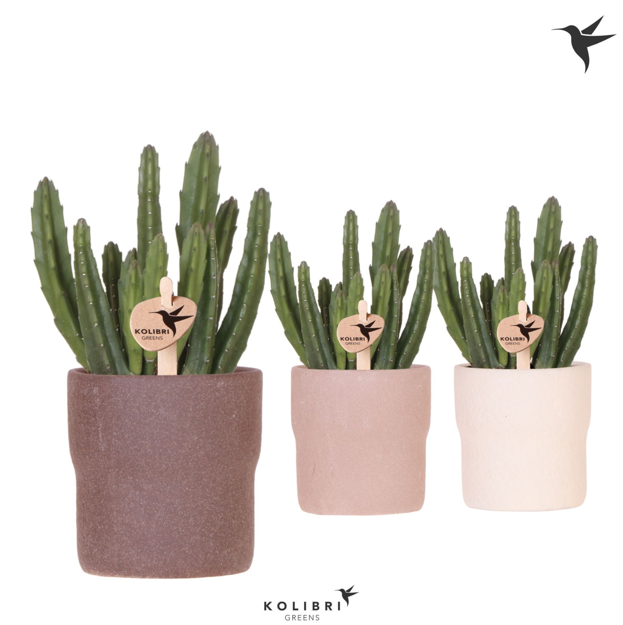 Kolibri Greens Stapelia Leendertziae in Rustic pot sand mix, D 9 cm