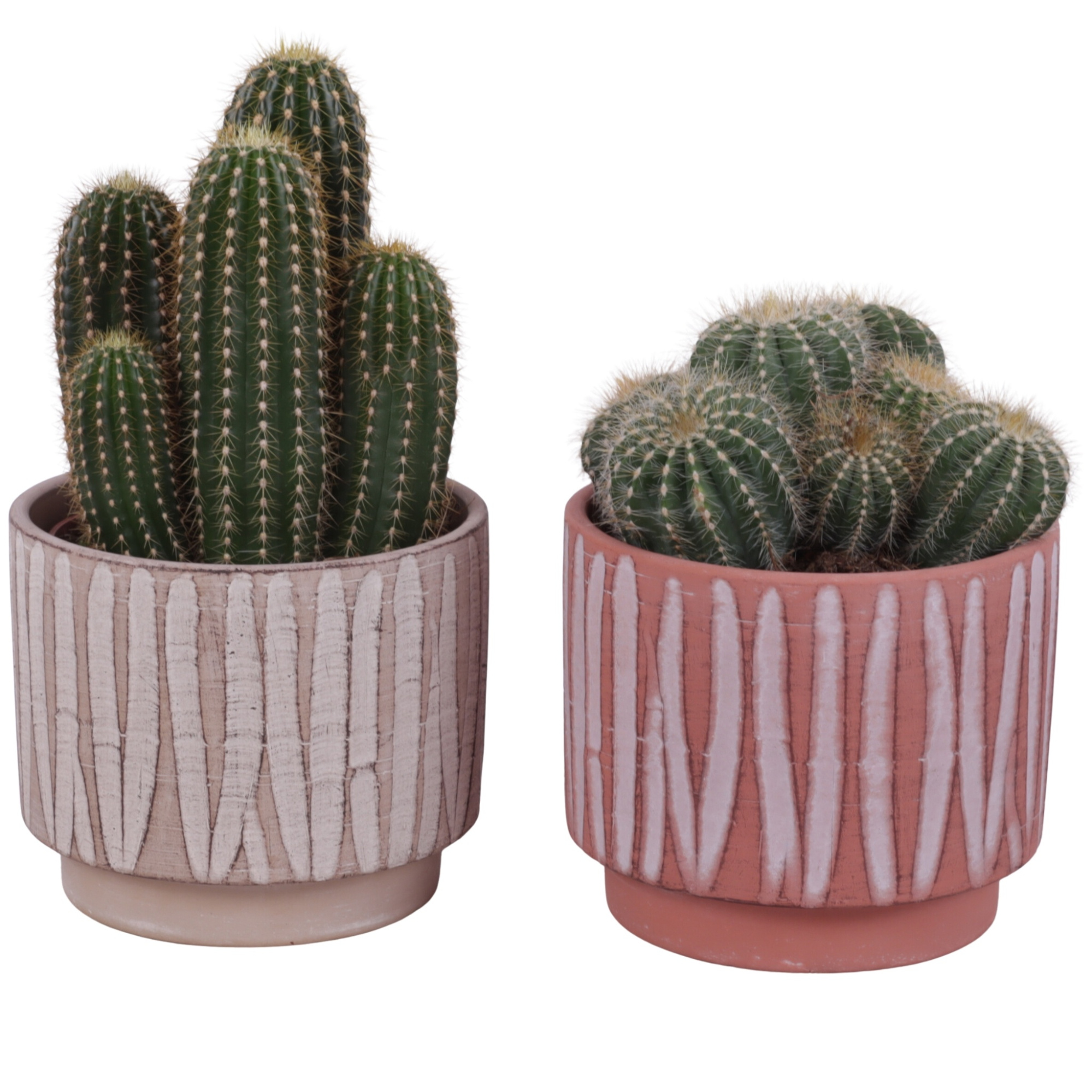 Cactus mix Ø12cm in Ø14cm Ceramic NT667, D 14