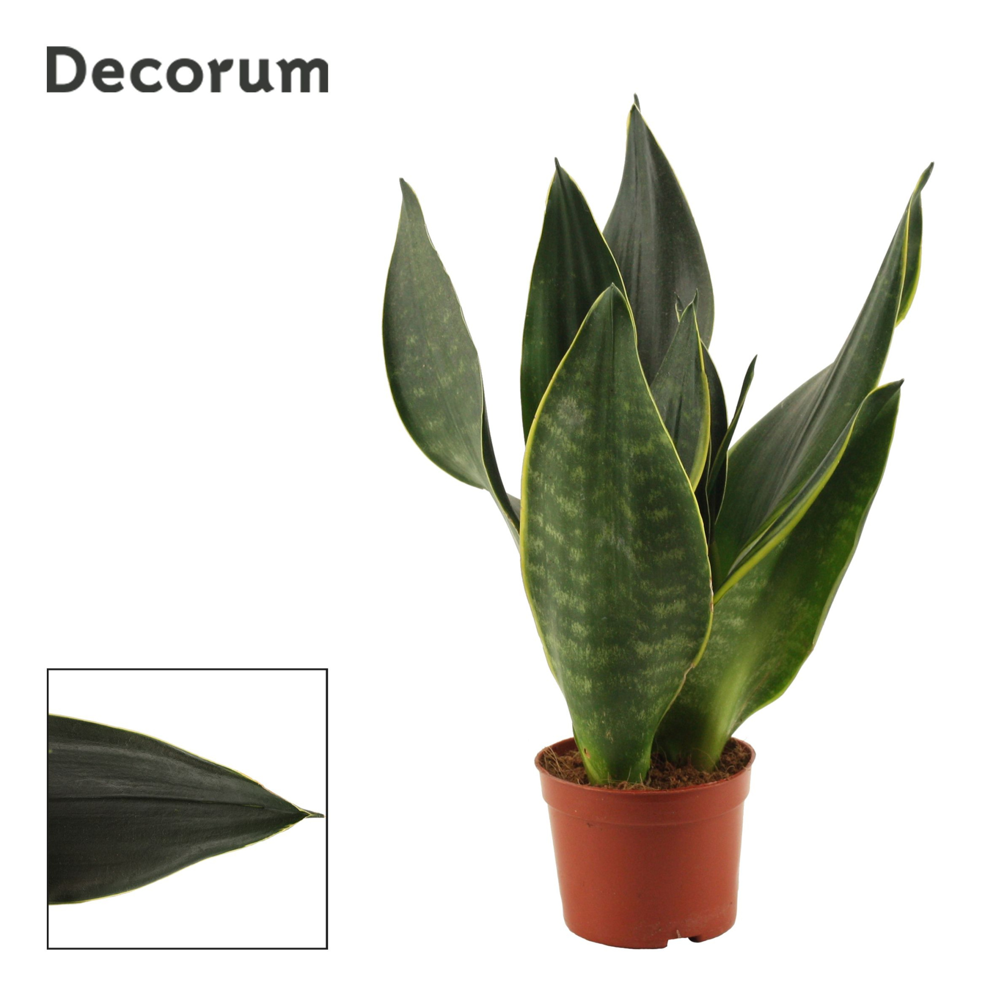 Sansevieria Black Diamond 9 cm (Decorum), D 9