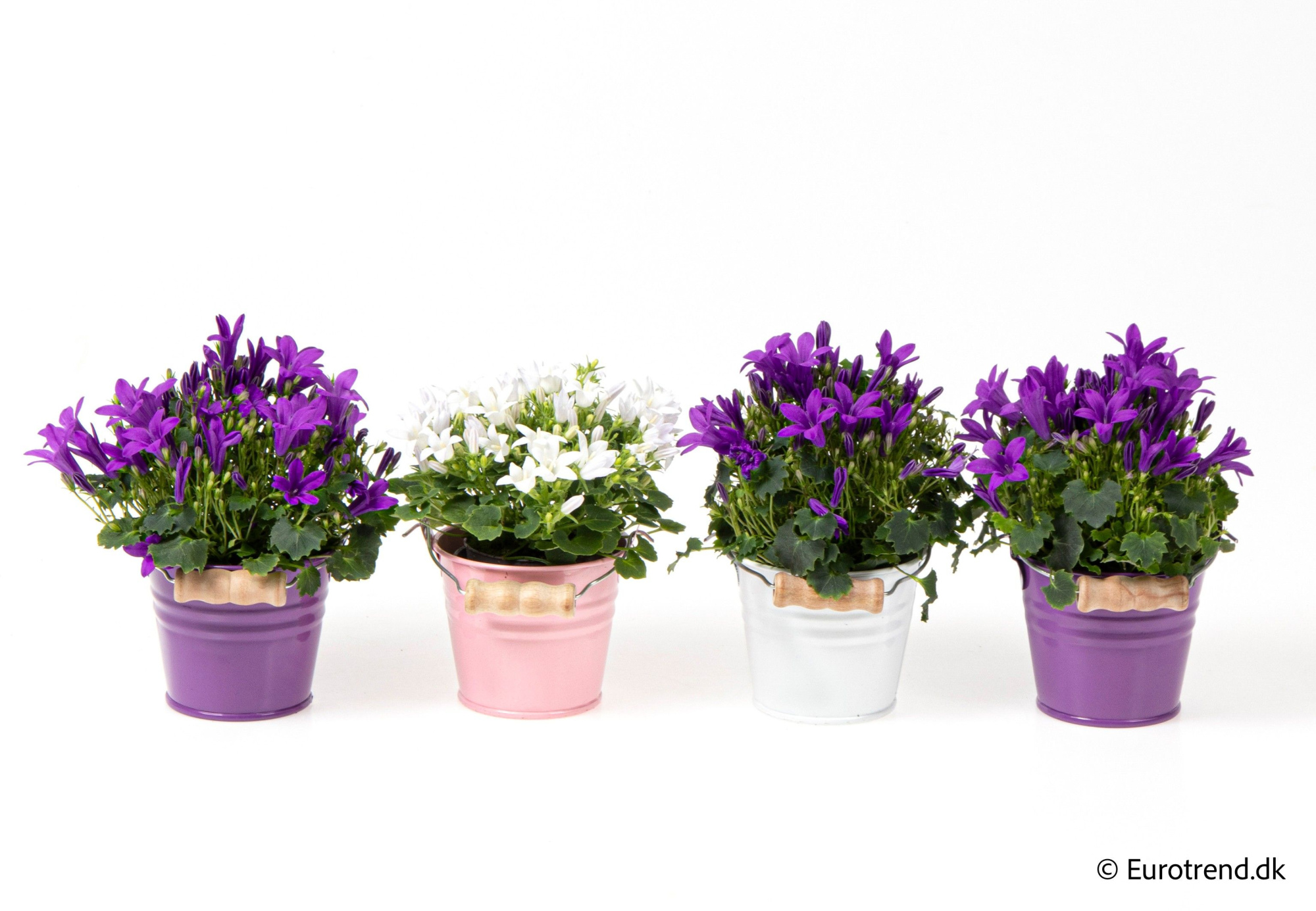 Campanula in zink pots - Spring, Summer & Autumn 2025, D 6 cm