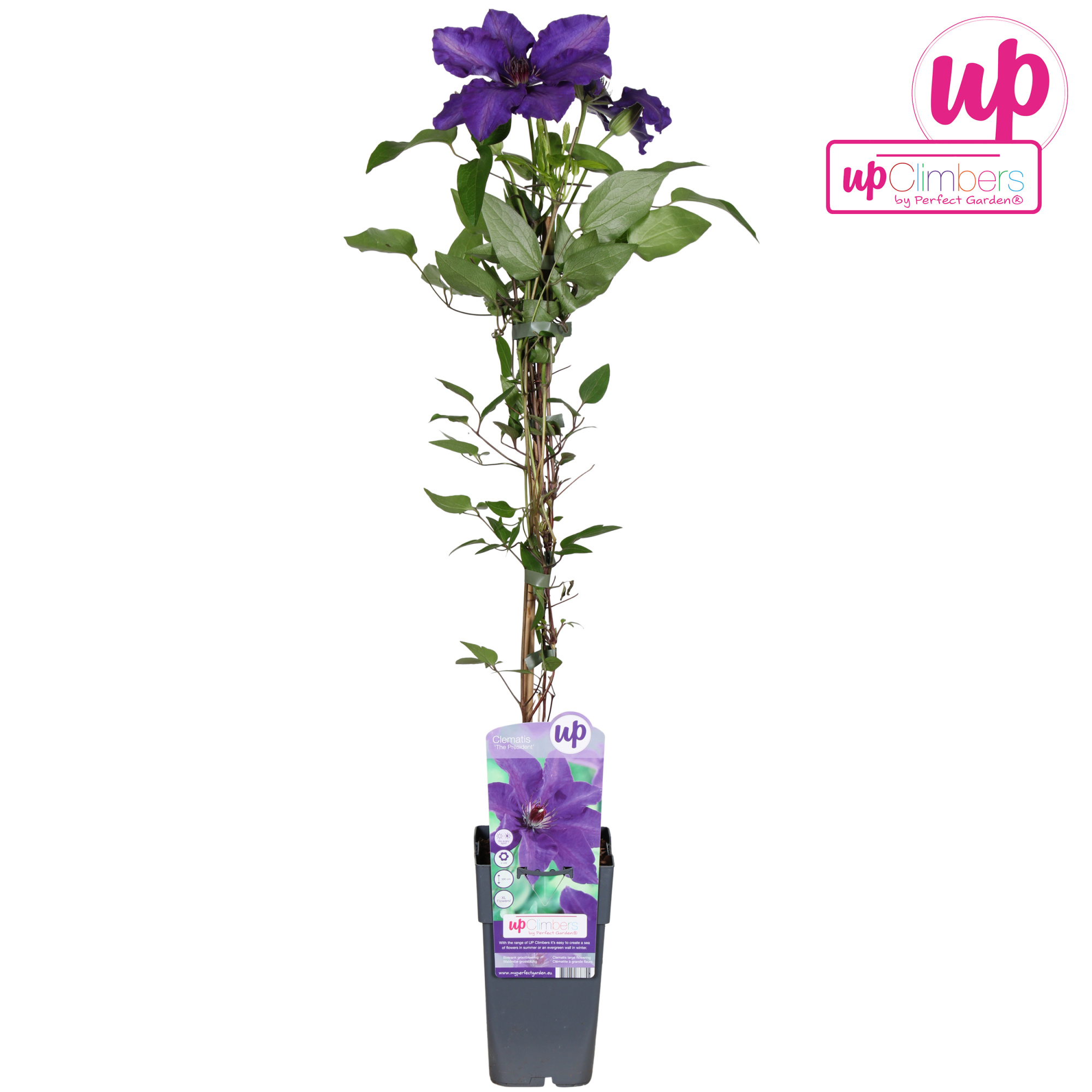 Clematis The President P15, D 15 cm