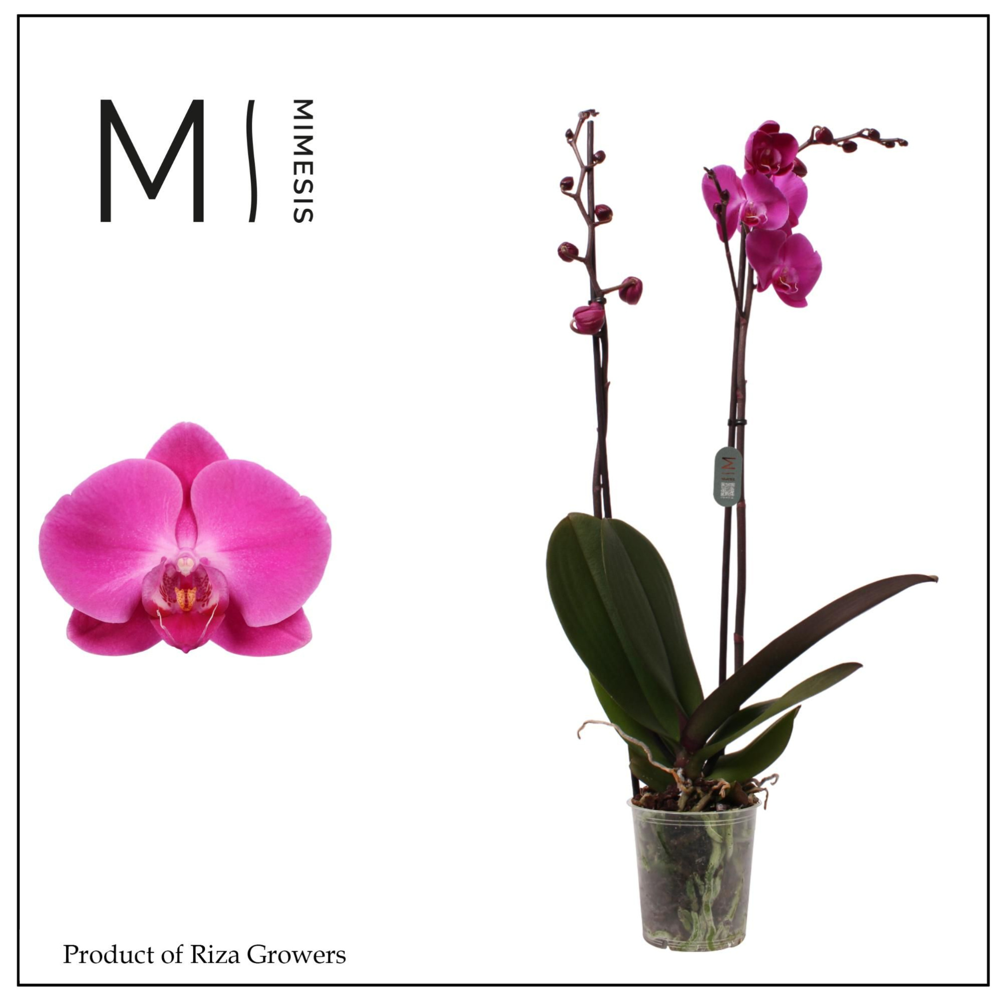 Phalaenopsis Karion 2 spike - 12cm | Mimesis, D 12 cm
