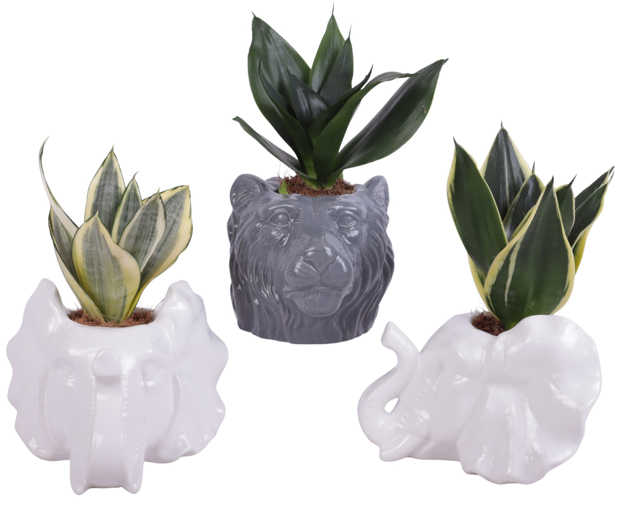 Sansevieria trif. Mix Pot Ø06cm Ceramic Elephant & Lion Ø16cm, D 16