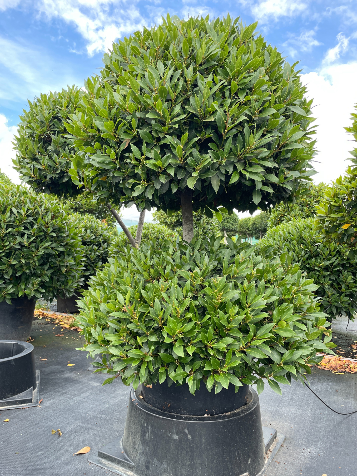 BOL STAM BOL 90/100, D 55 cm