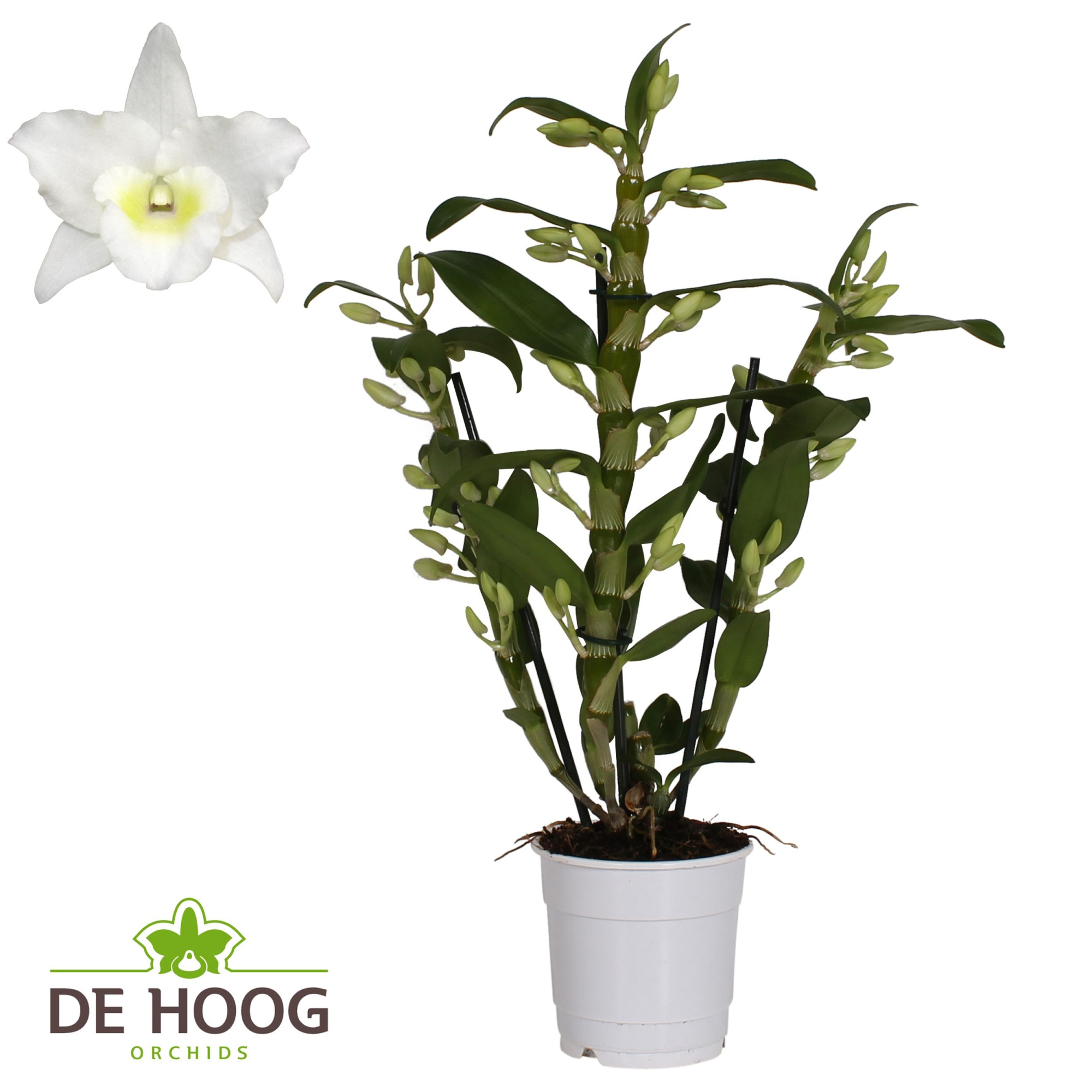 Dendrobium Nobile Apollon 3 stam 21+ tros De Hoog, D 12
