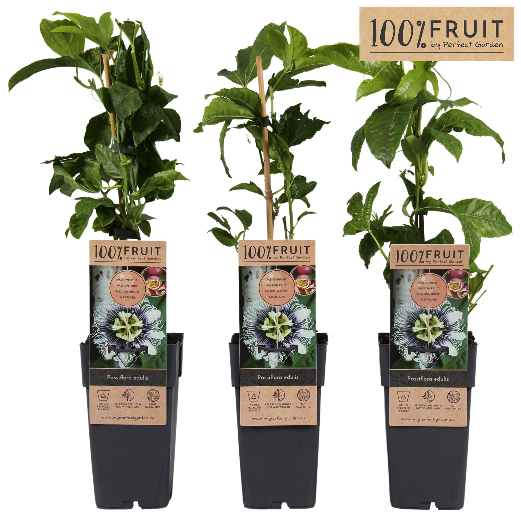 Passiflora Edulis P15, D 15 cm