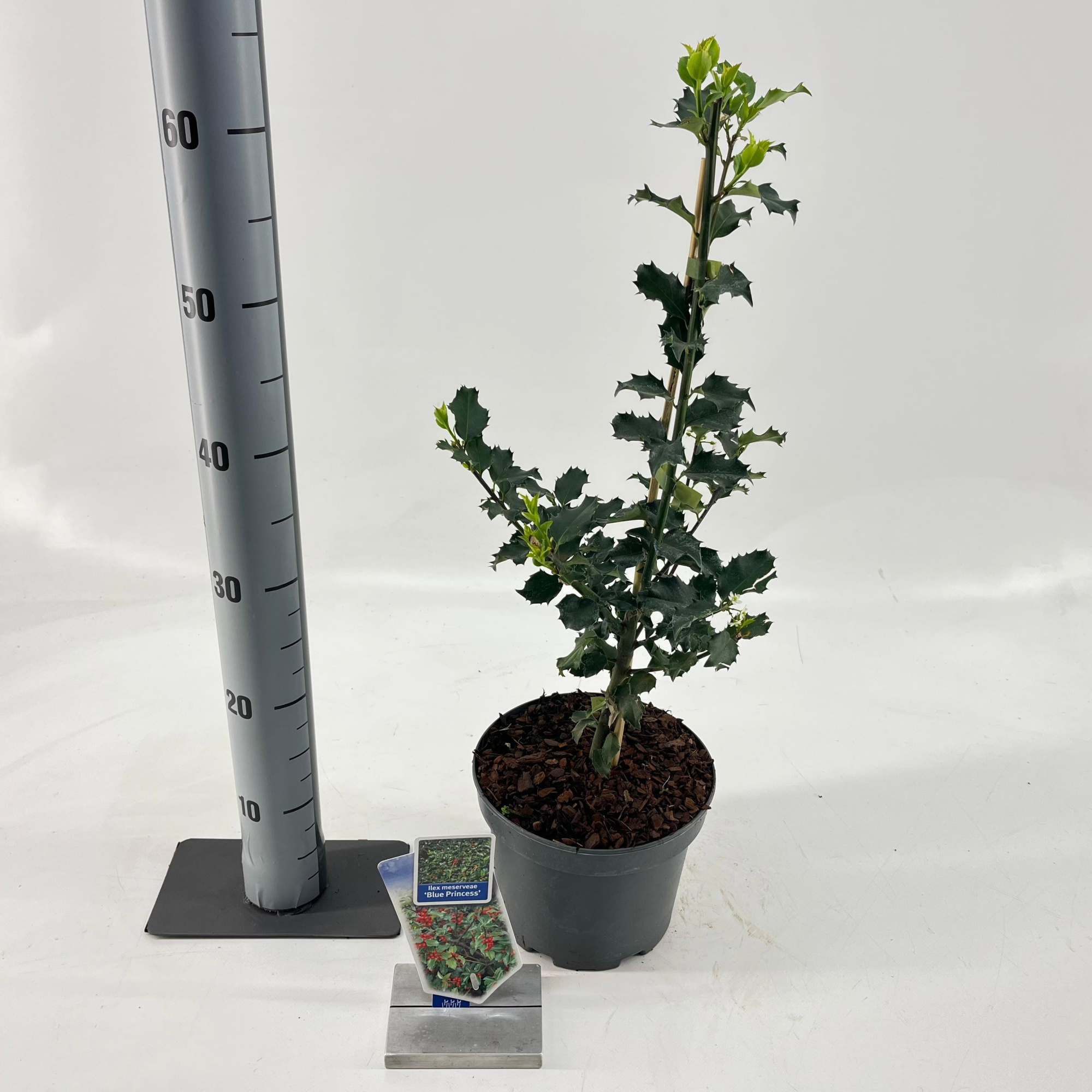 Ilex meserveae 'Blue Princess', D 19 cm