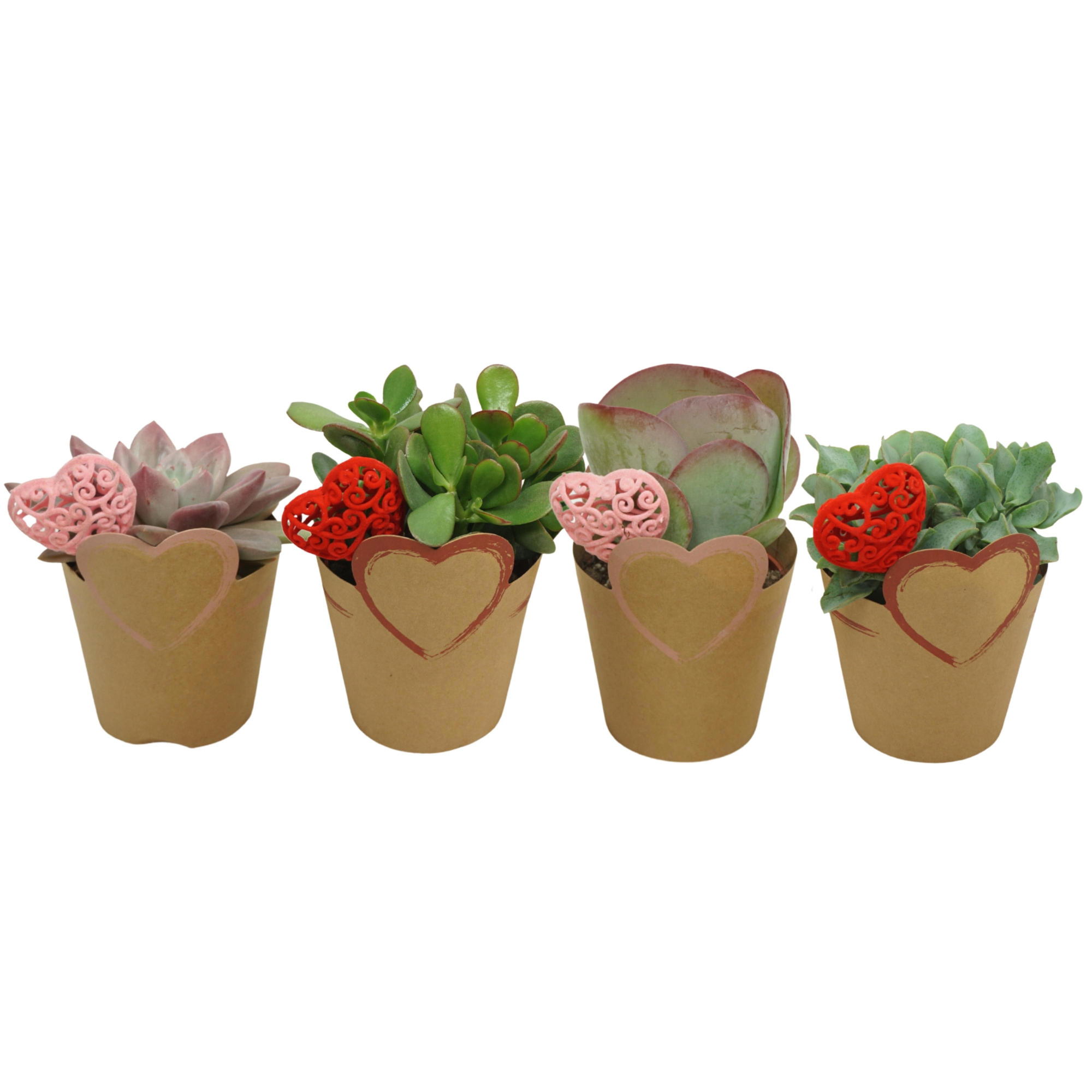 Succulent mix 10,5 cm in 'Valentine potcover' met bijsteker, D 10,5