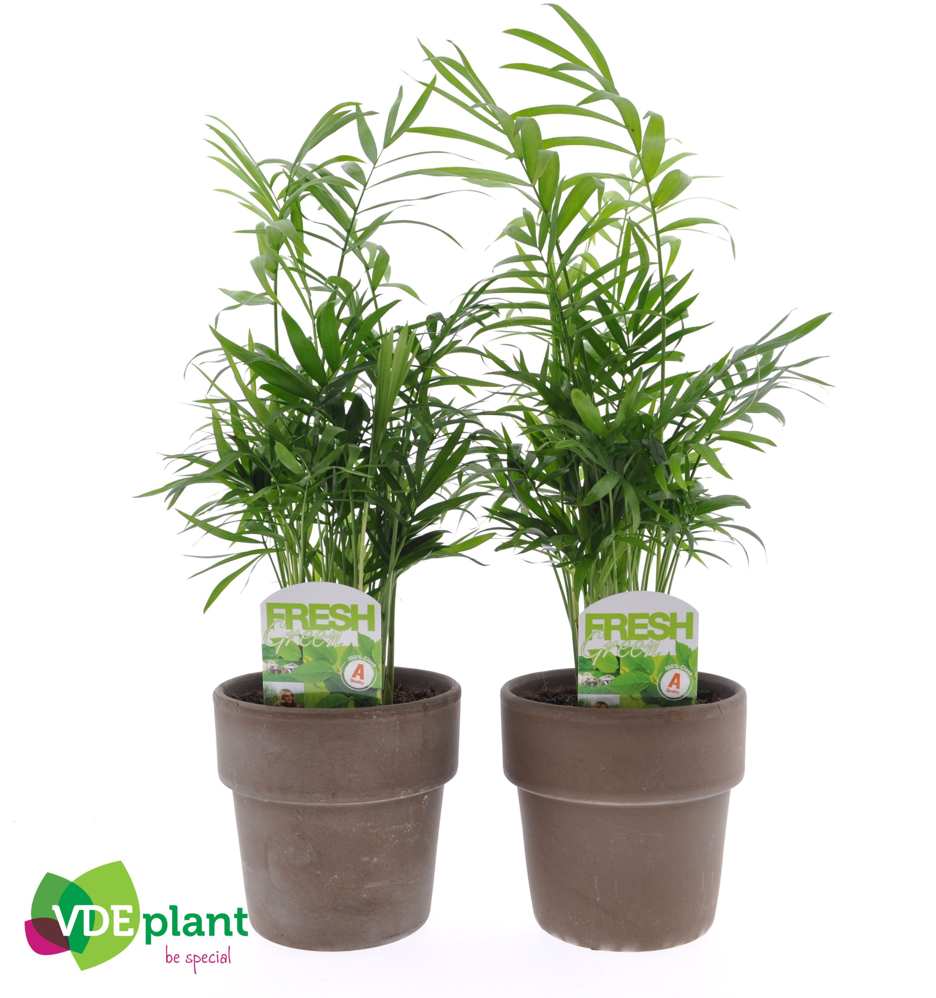 Chamaedorea in Terracotta, D 12