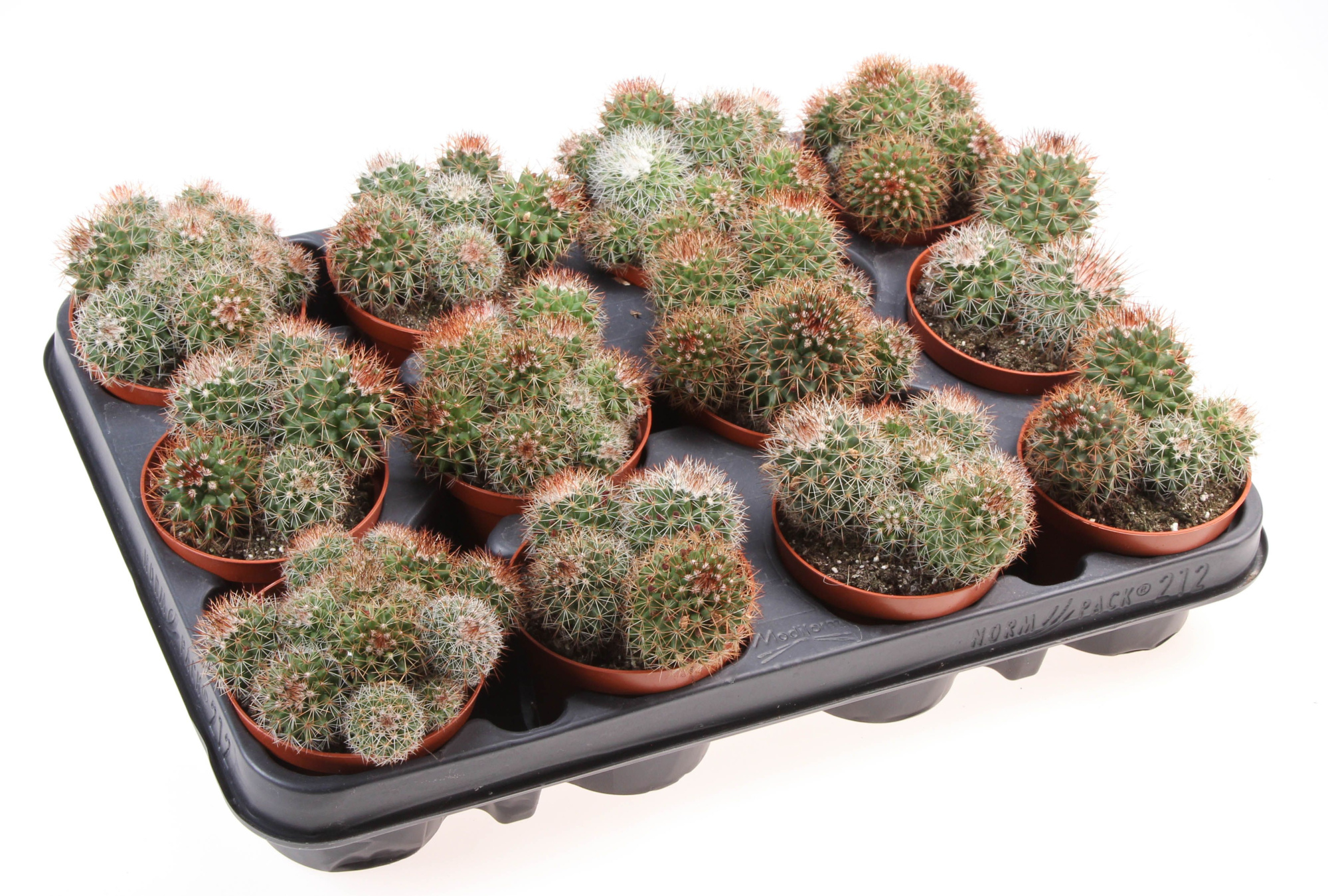 Mammillaria ernestii rood, D 8,5 cm
