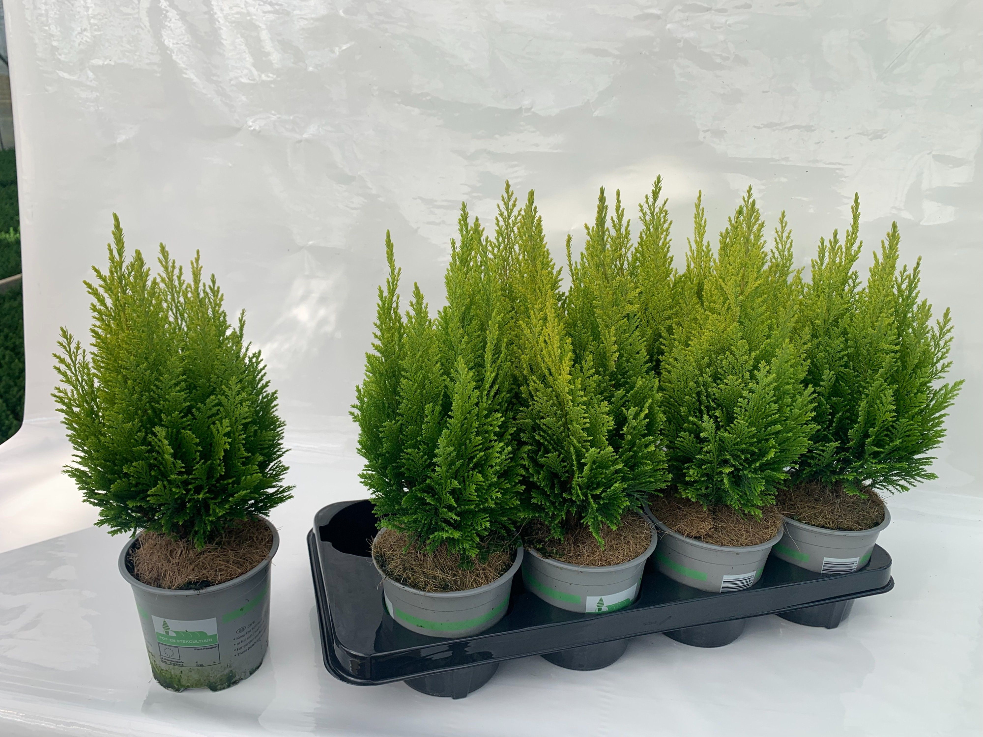 Chamaecyparis lawsoniana Elwood's Empire, D 13 cm