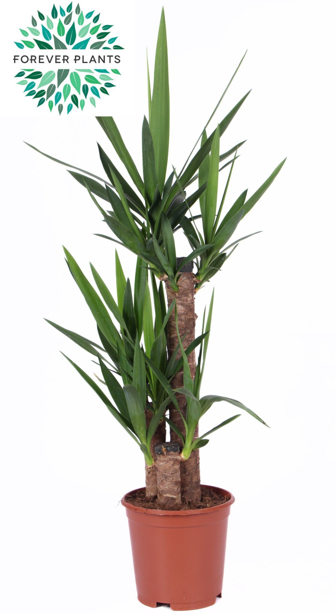 Yucca p21, 60+30+20 (1+ KOP), D 21 cm