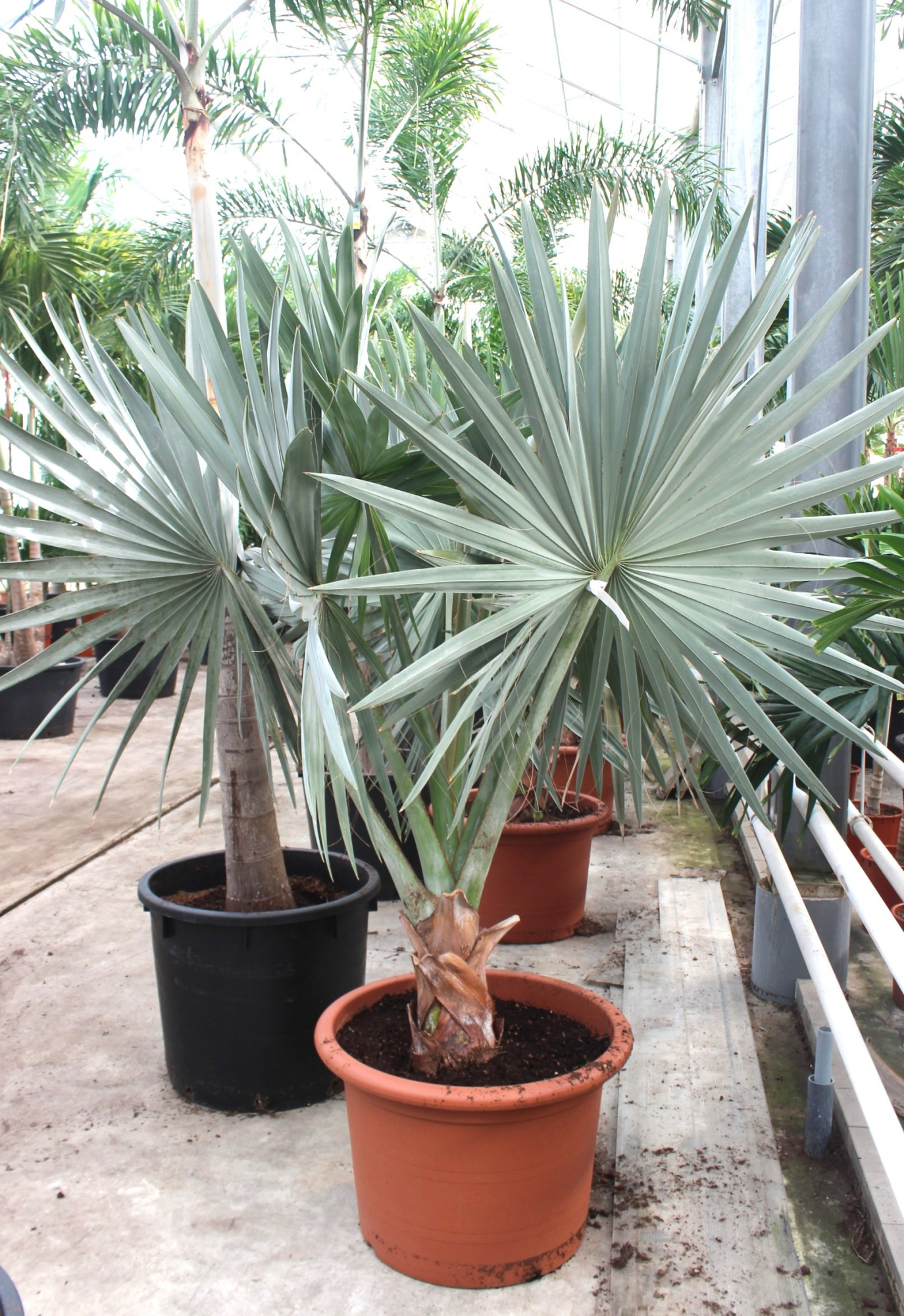 Bismarckia nobilis, D 70