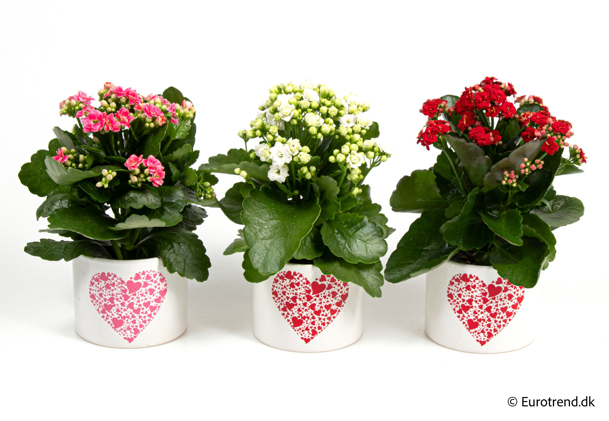 Kalanchoe Roseflowers in Valentine ceramic 2026, D 10,5