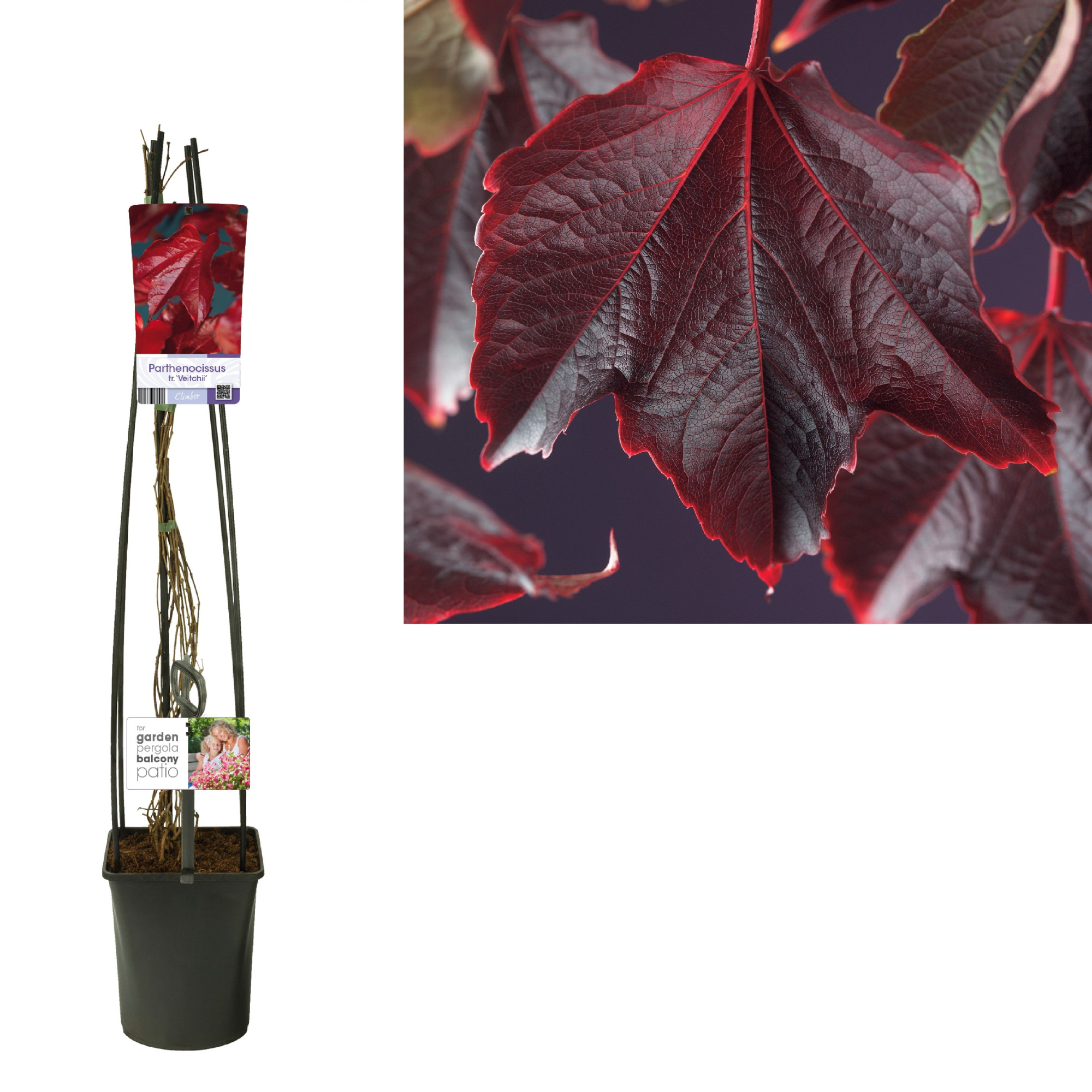 Parthenocissus tr. 'Veitchii' +light label, D 23 cm