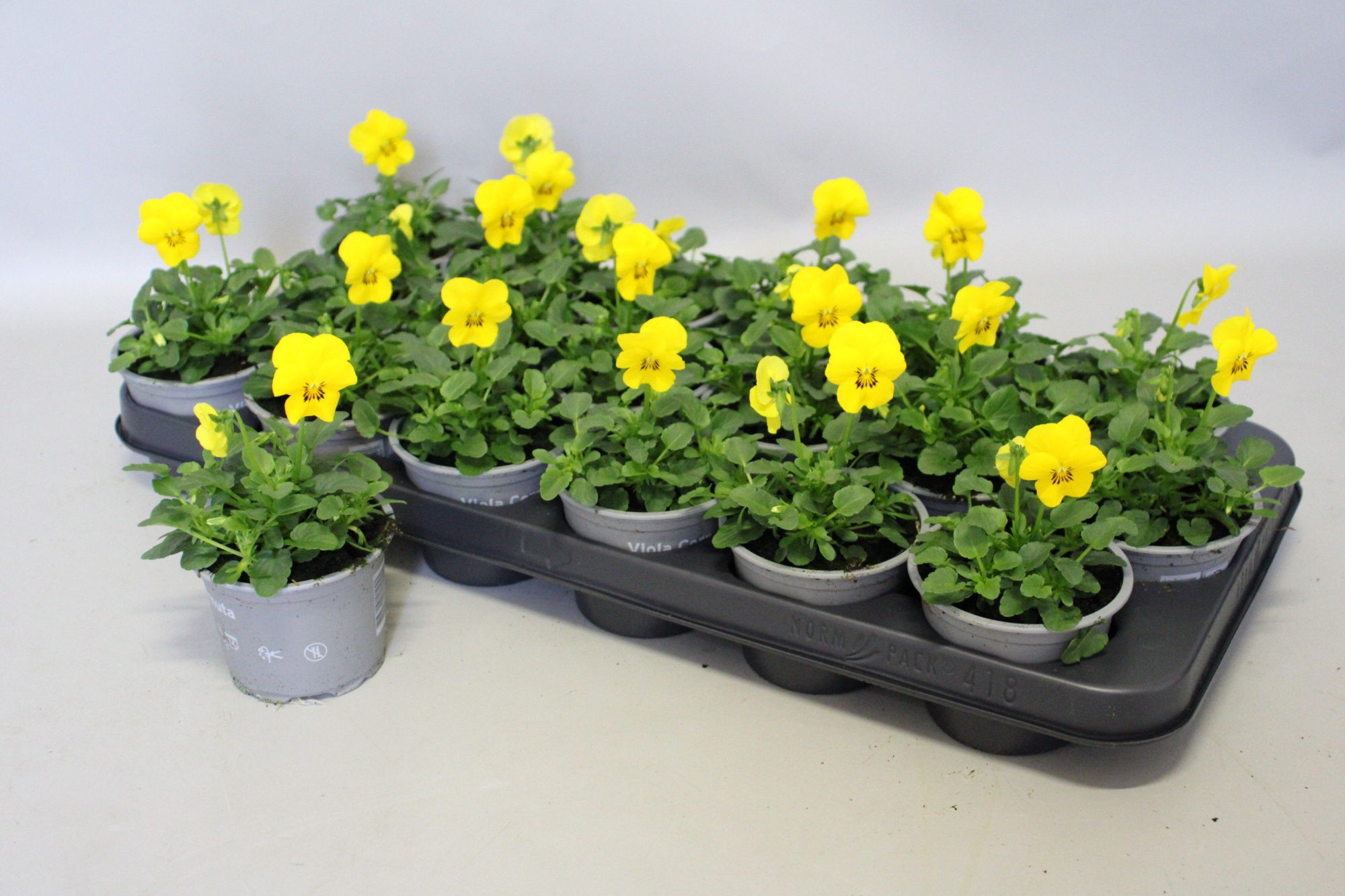 Viola cornuta 9 cm Yellow, D 9 cm