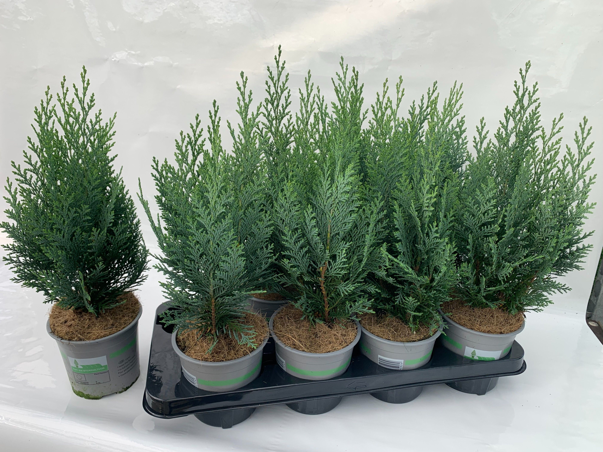 Chamaecyparis lawsoniana Collumnaris, D 13