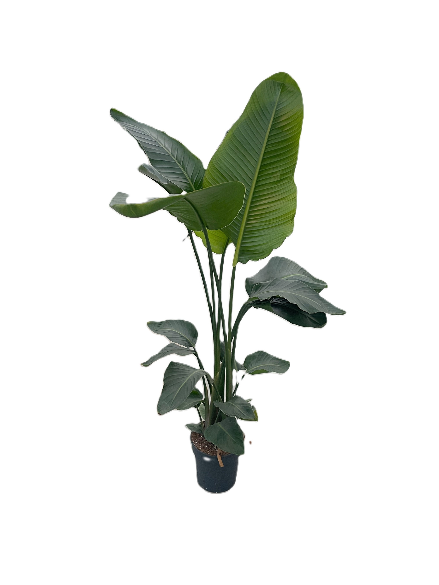 Strelitzia nicolaï p24 3pp 150+ cm, D 24