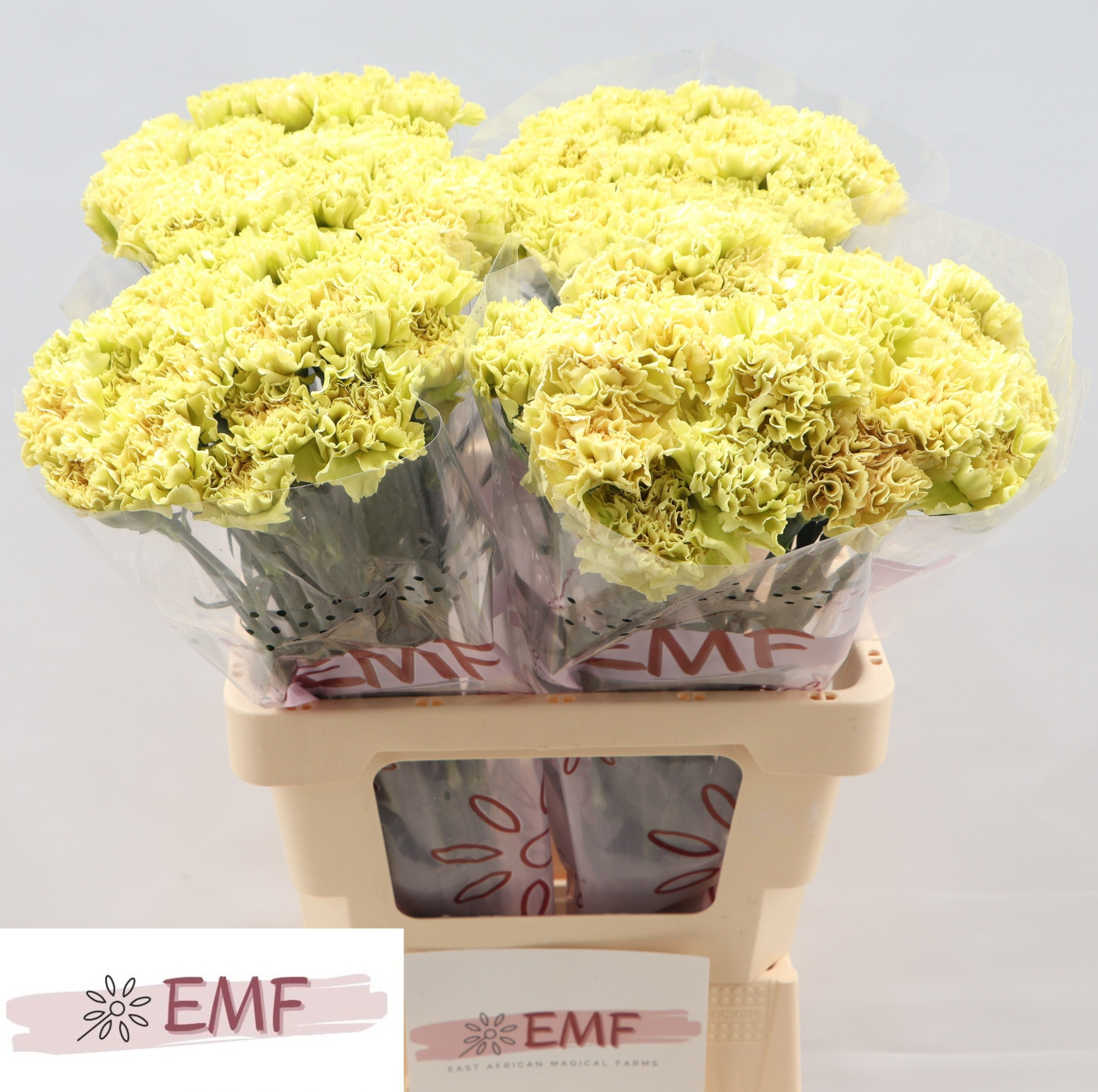 Диантус од. Мали+ (желто-зел.), шт.