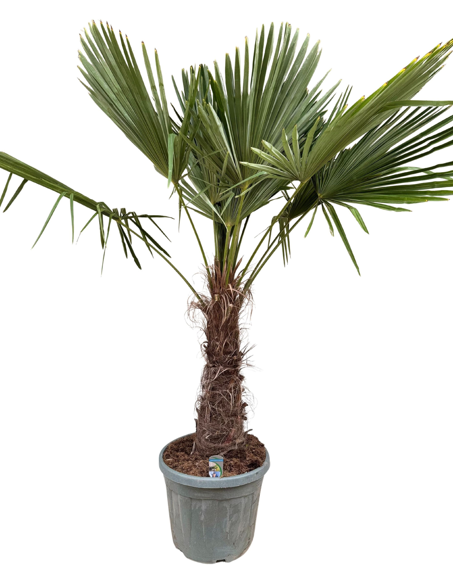 Trachycarpus fortunei P45, D 45 cm