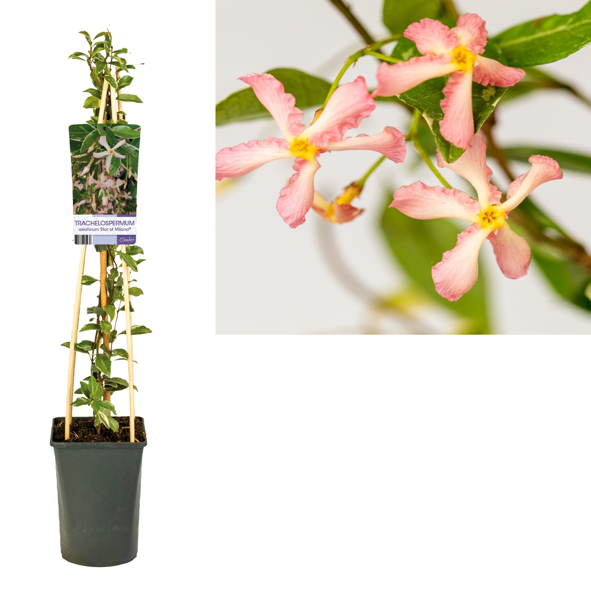 Trachelospermum Star of Milano PBR +light label, D 17