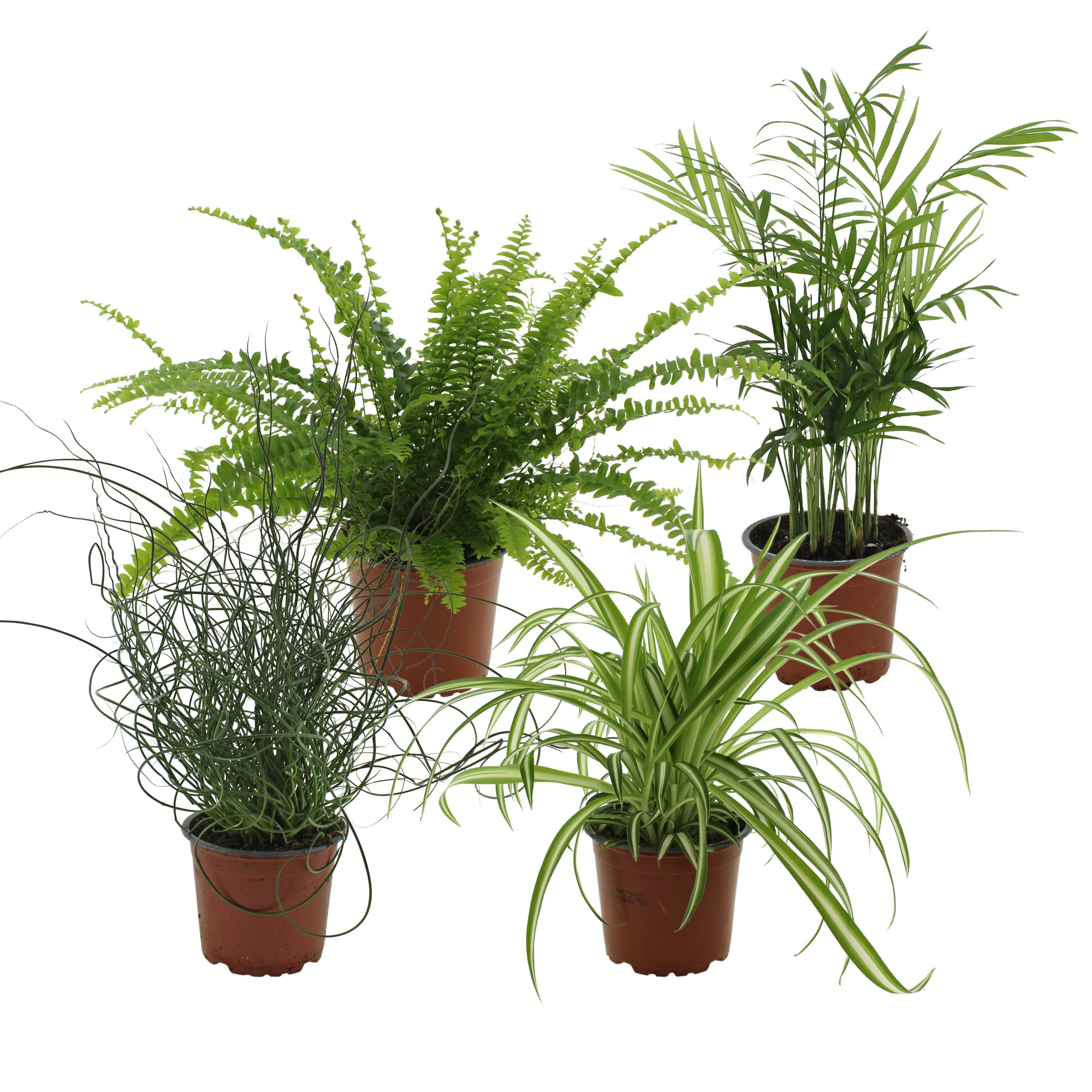 groenmix 4 soorten Chl, Va, Cham en Jun, D 12 cm