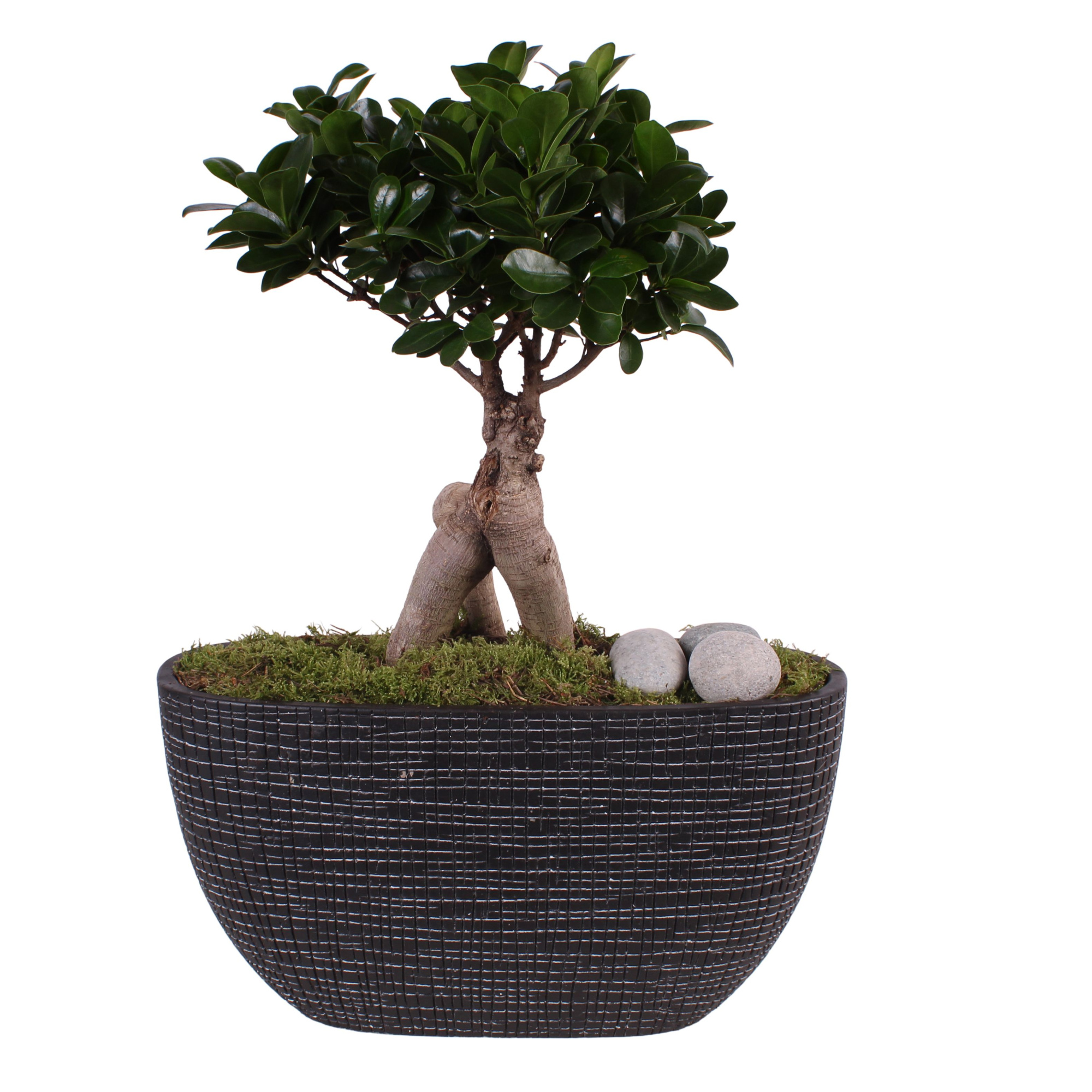 Ficus m. Ginseng ø15cm in ø37cm Luxury Ceramic, D 37 cm