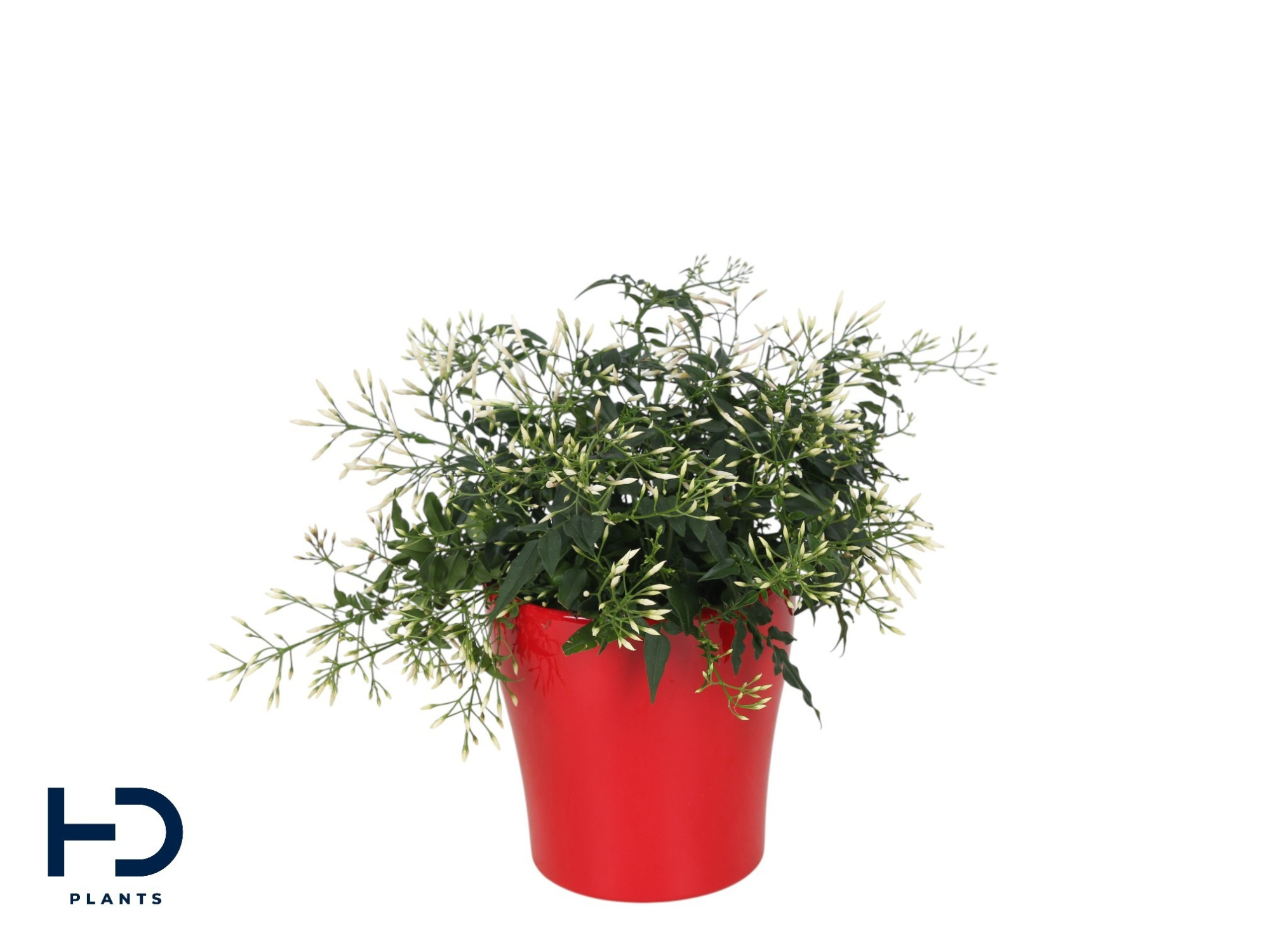 Jasminum struik Anna keramiek valentijn(Jasmijn), D 13