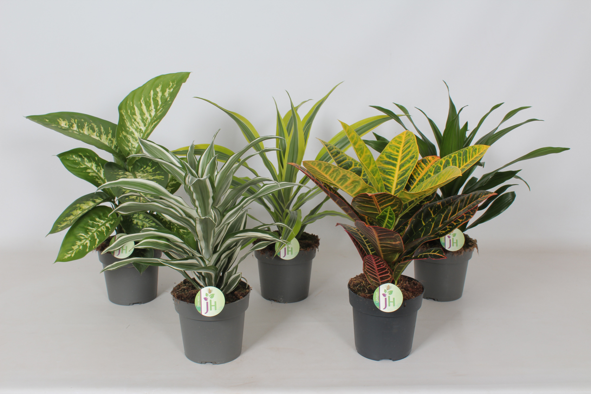 Groen mix (Dieff, Cod. Petra, Drac.), D 17 cm