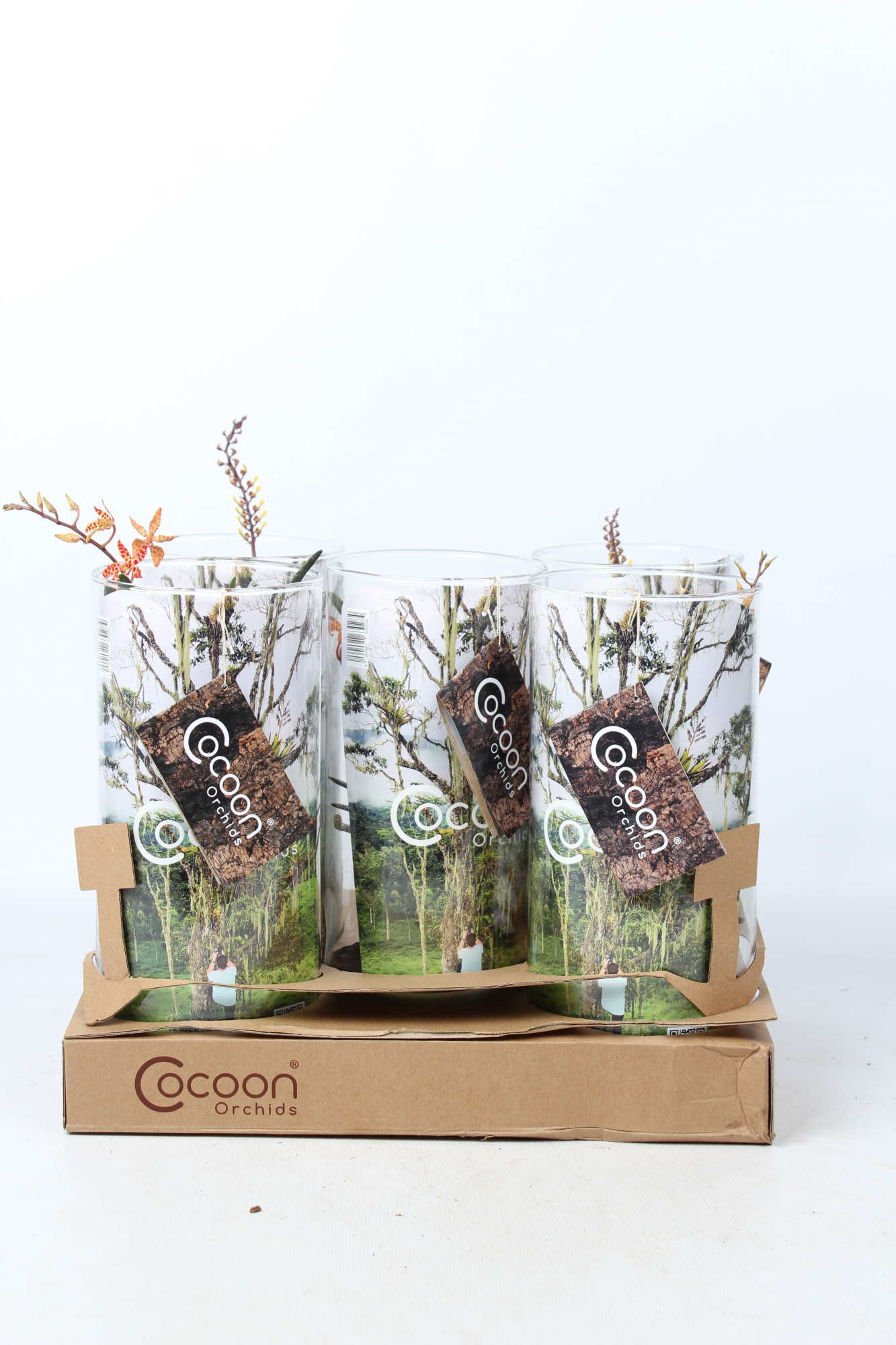 Cocoon Orchids, D 15 cm