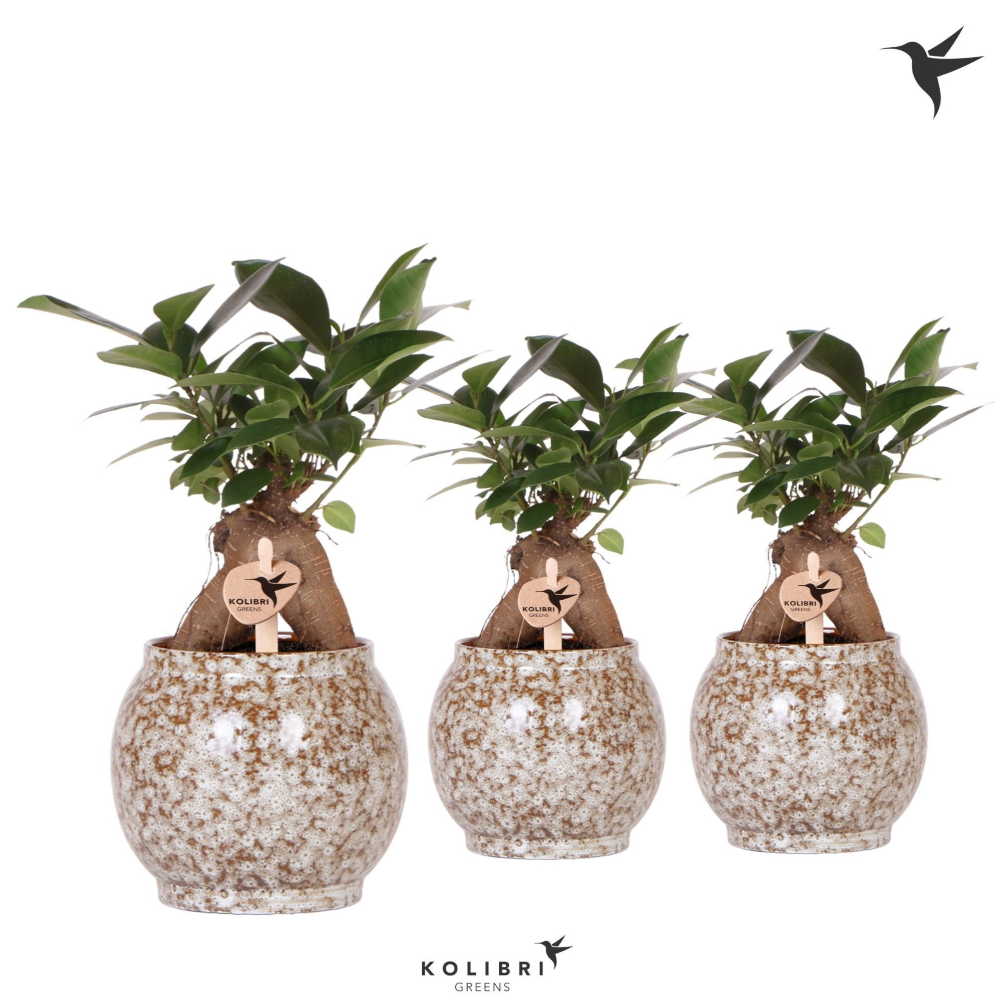 Kolibri Greens Ficus Ginseng Retusa in Safari pot, D 9 cm