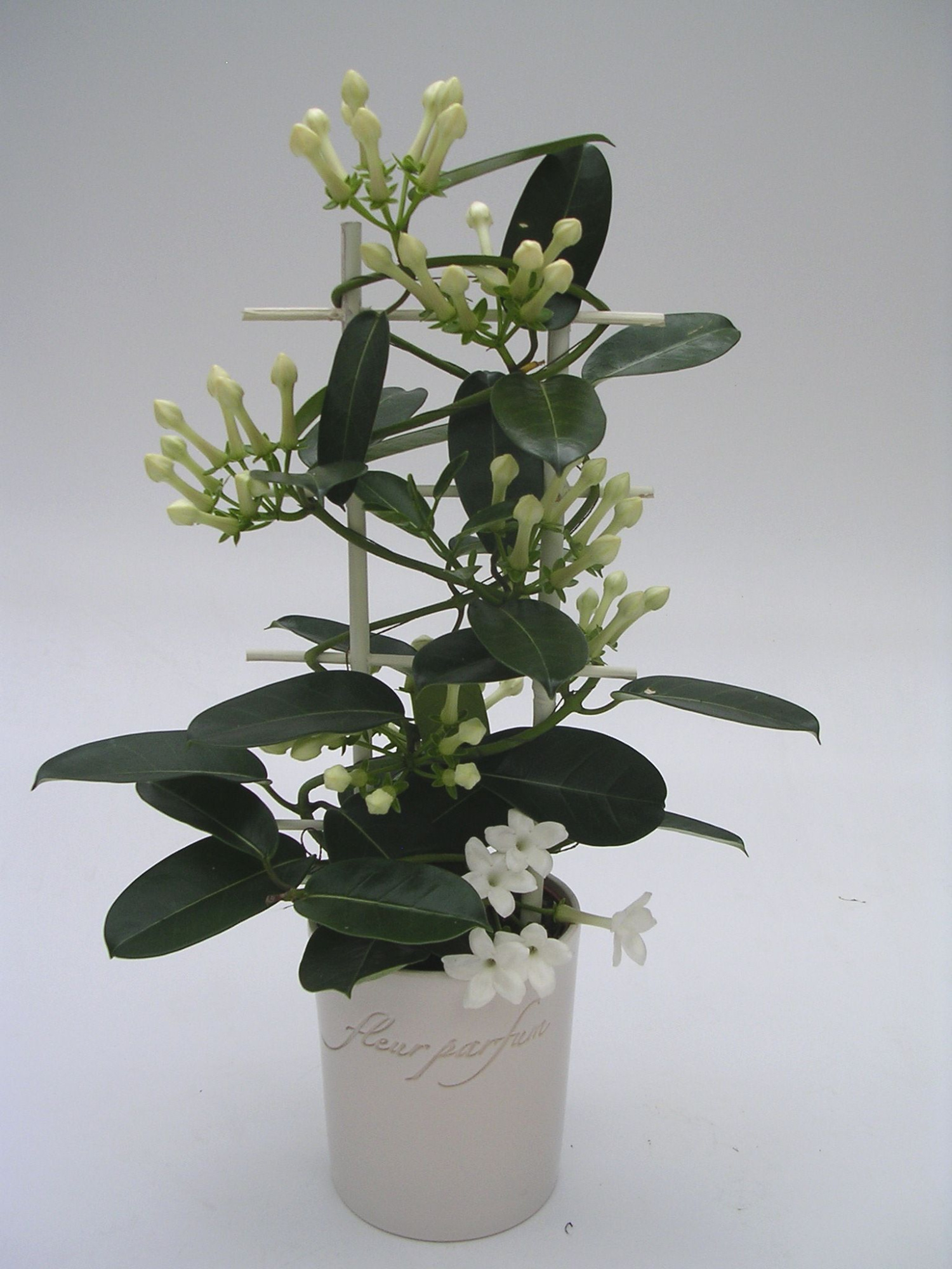 Stephanotis Romance Wit rekje 7-10, D 12 cm