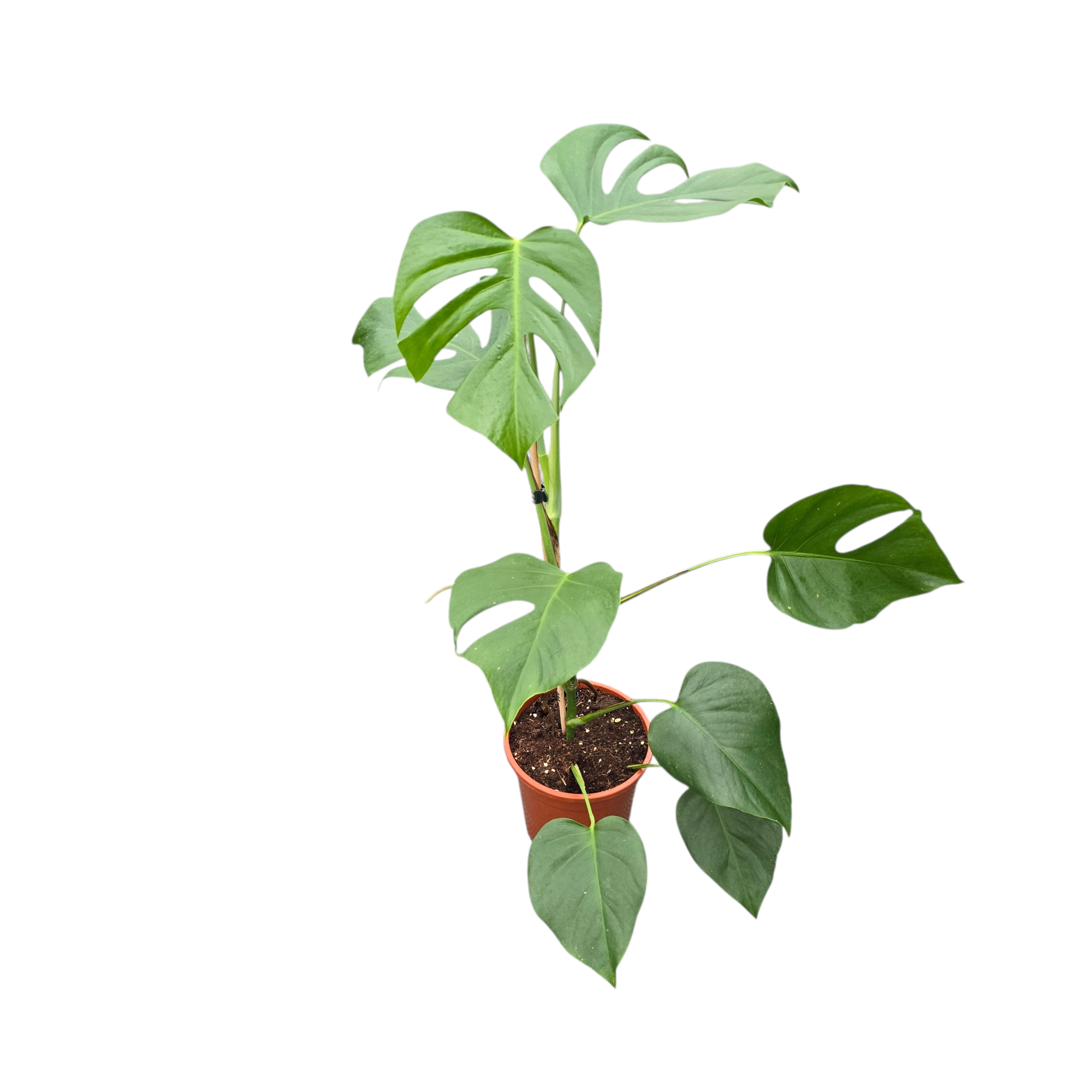 Monstera Sierrana, D 17