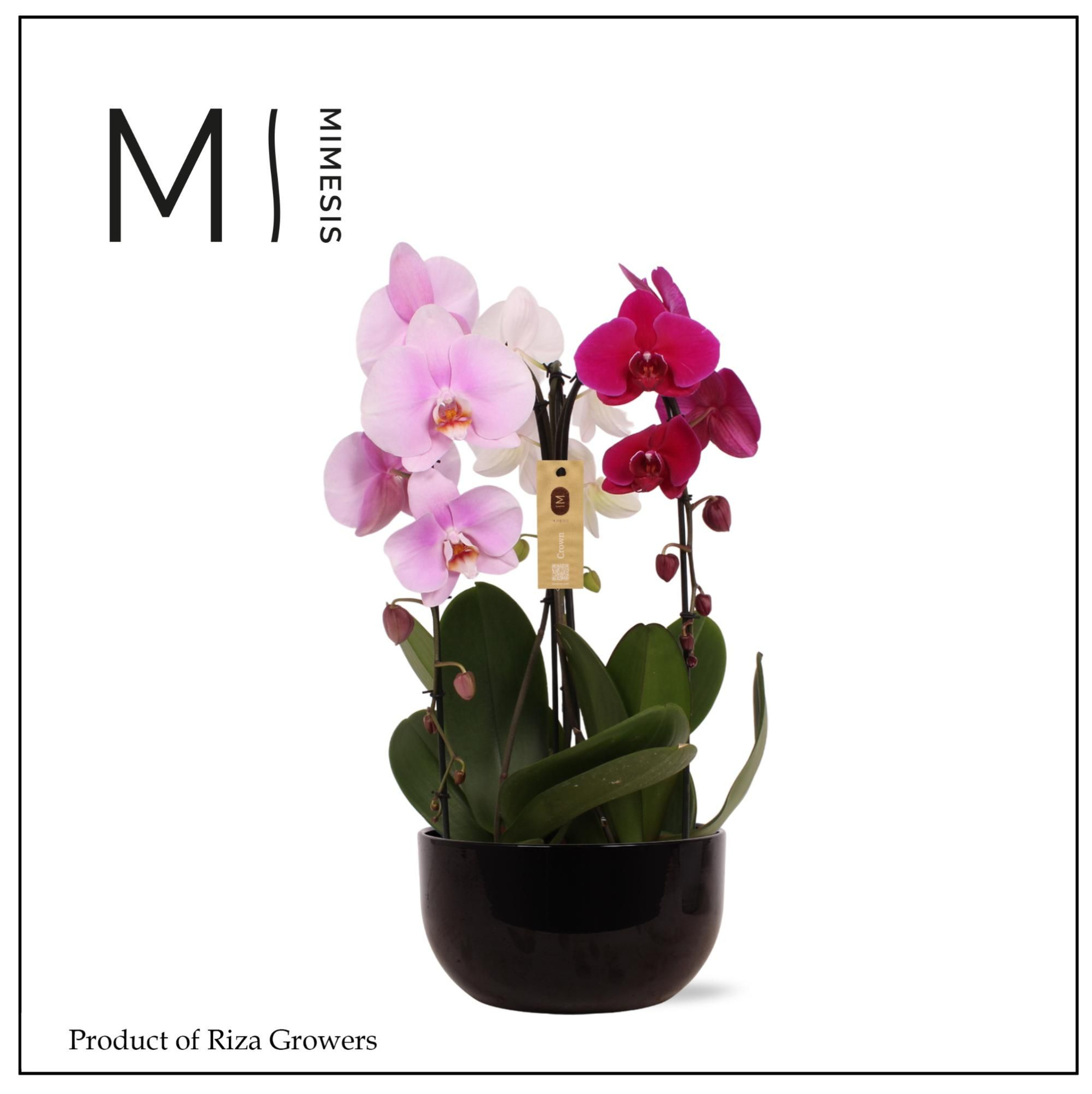 Mimesis Phal. Arrangement Crown Carnaval - 3 spike 26cm in Saskia Black Ceramic, D 26 cm