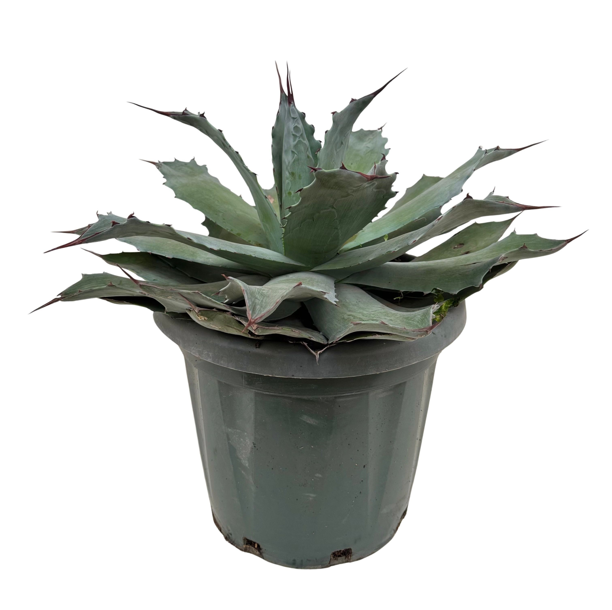 Agave potatorum P35, D 35 cm