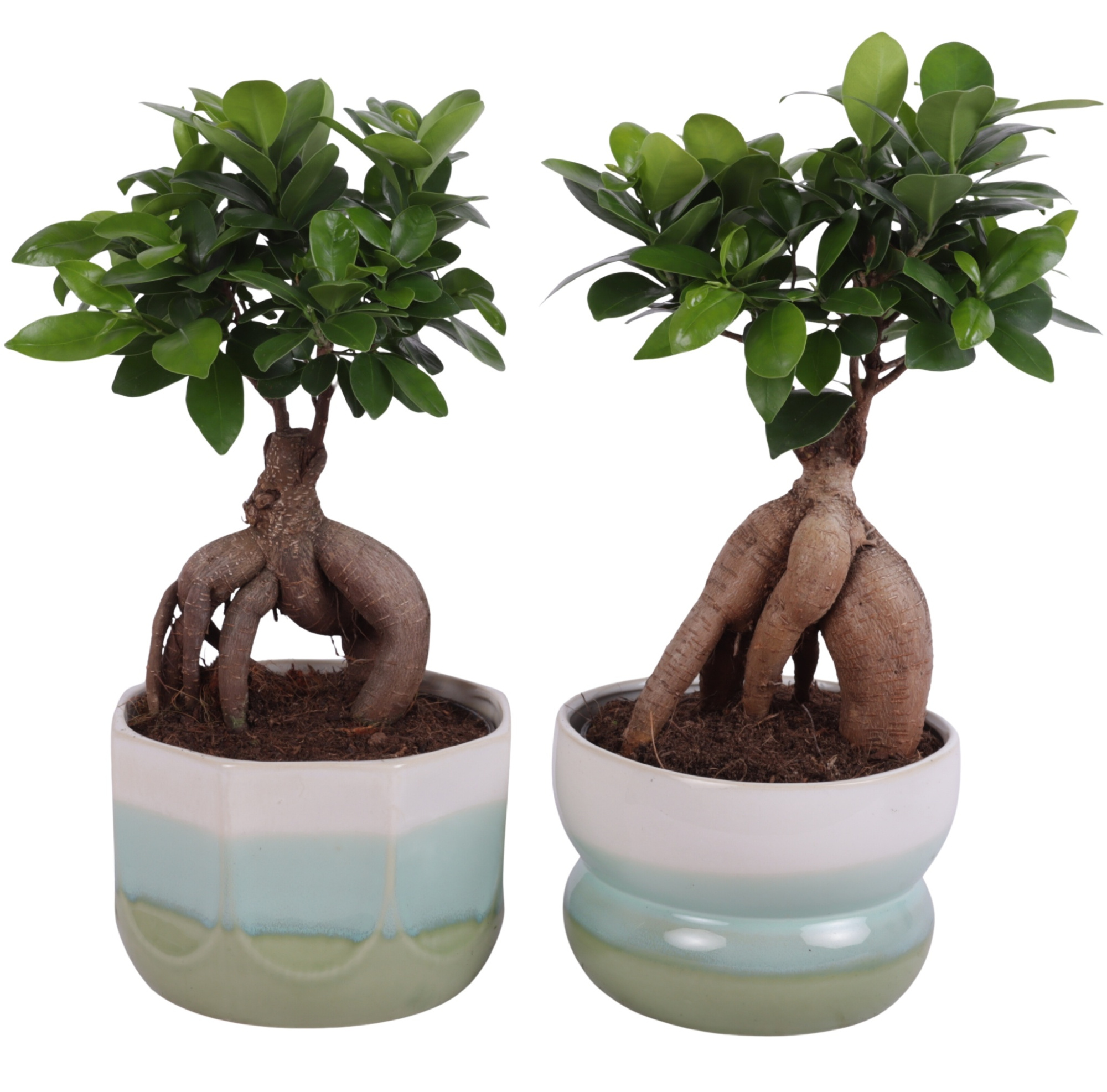 Ficus m. Ginseng Ball Shape Ø15cm in Ø17cm Ceramic FB675, D 17