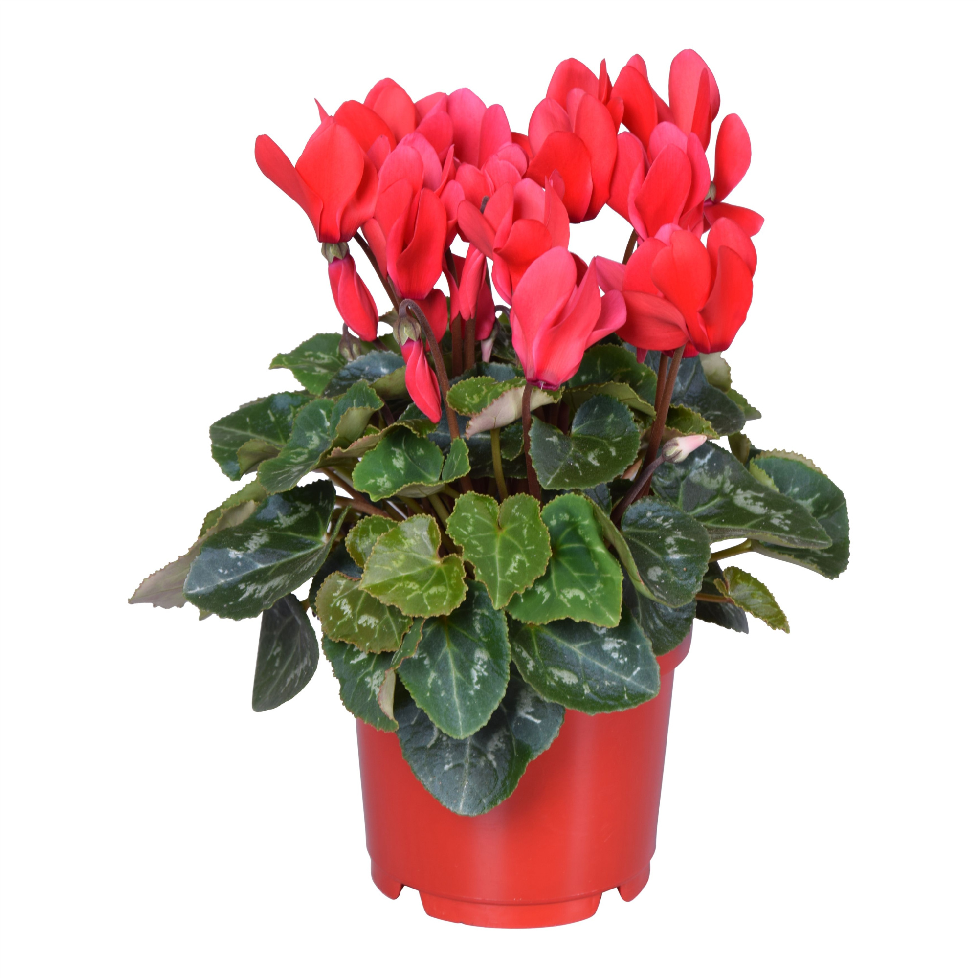 Cyclamen Super Serie Allure in Ton sur Ton kweekpot rood, D 12 cm