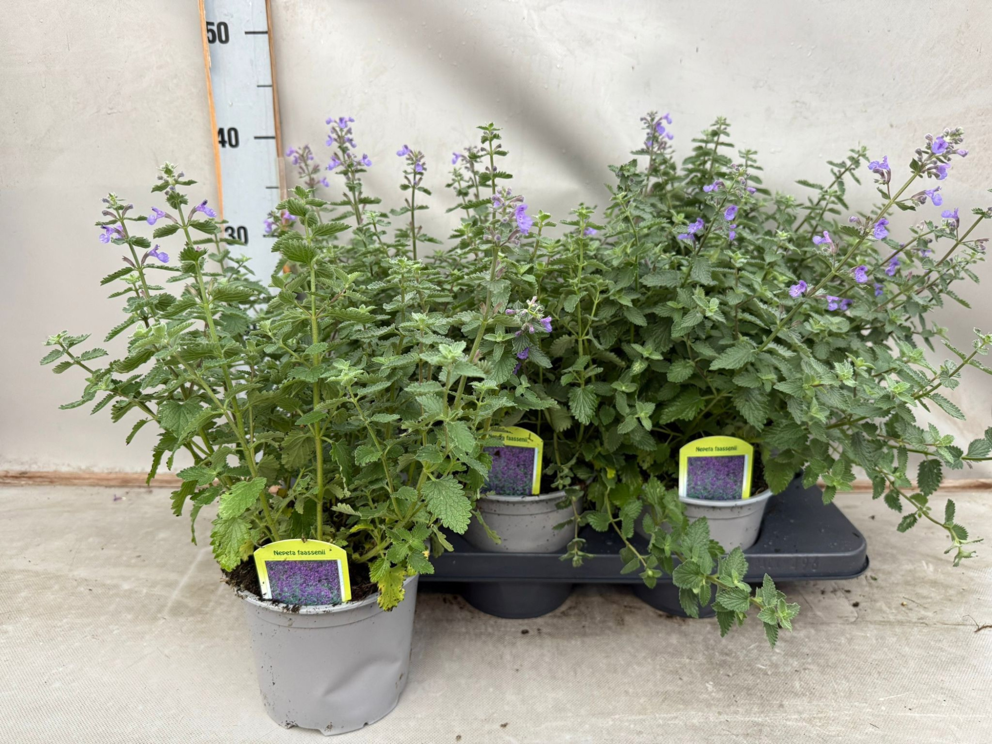 Nepeta Faassenii, D 15 cm