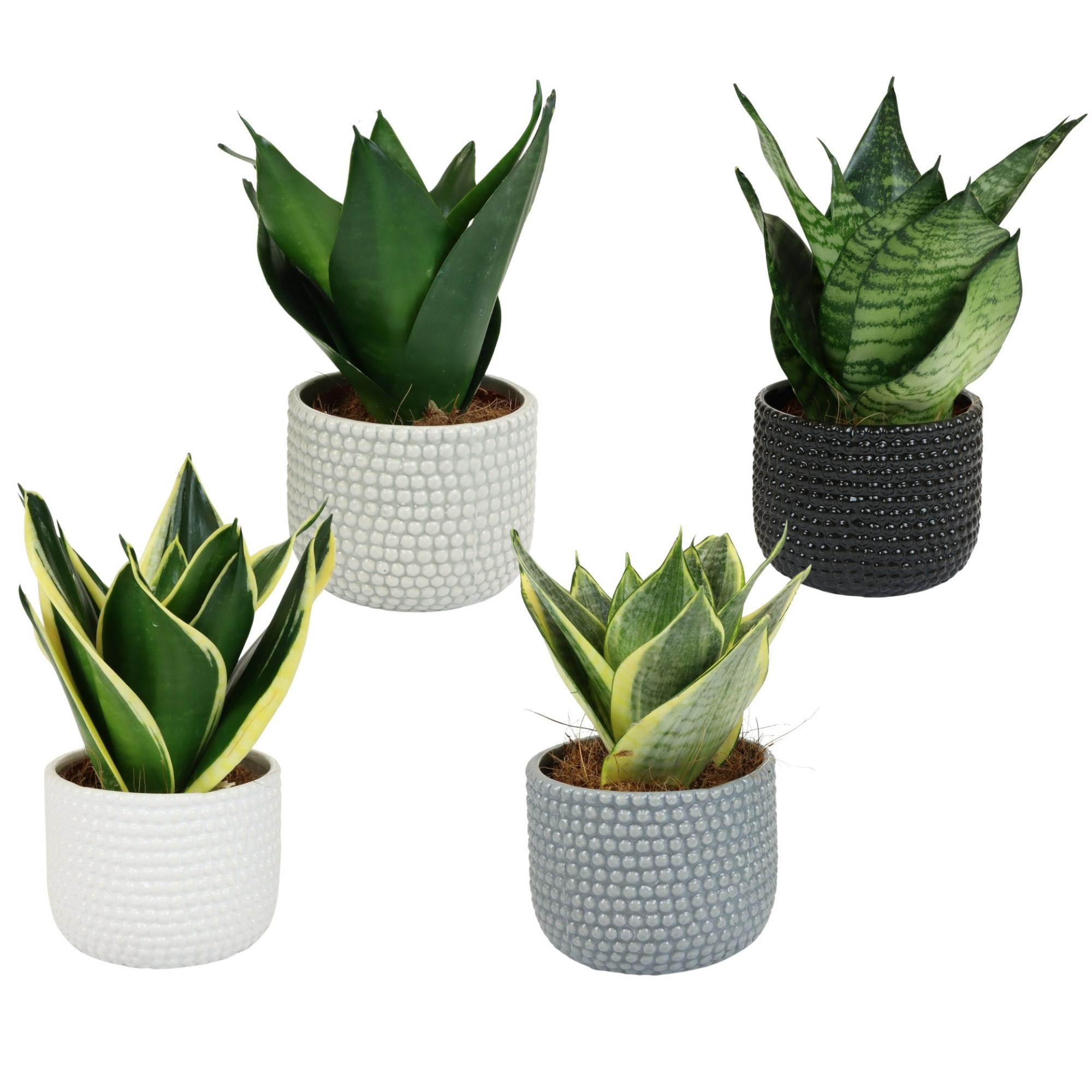 Brisbane with Sansevieria Hahni mix, D 9