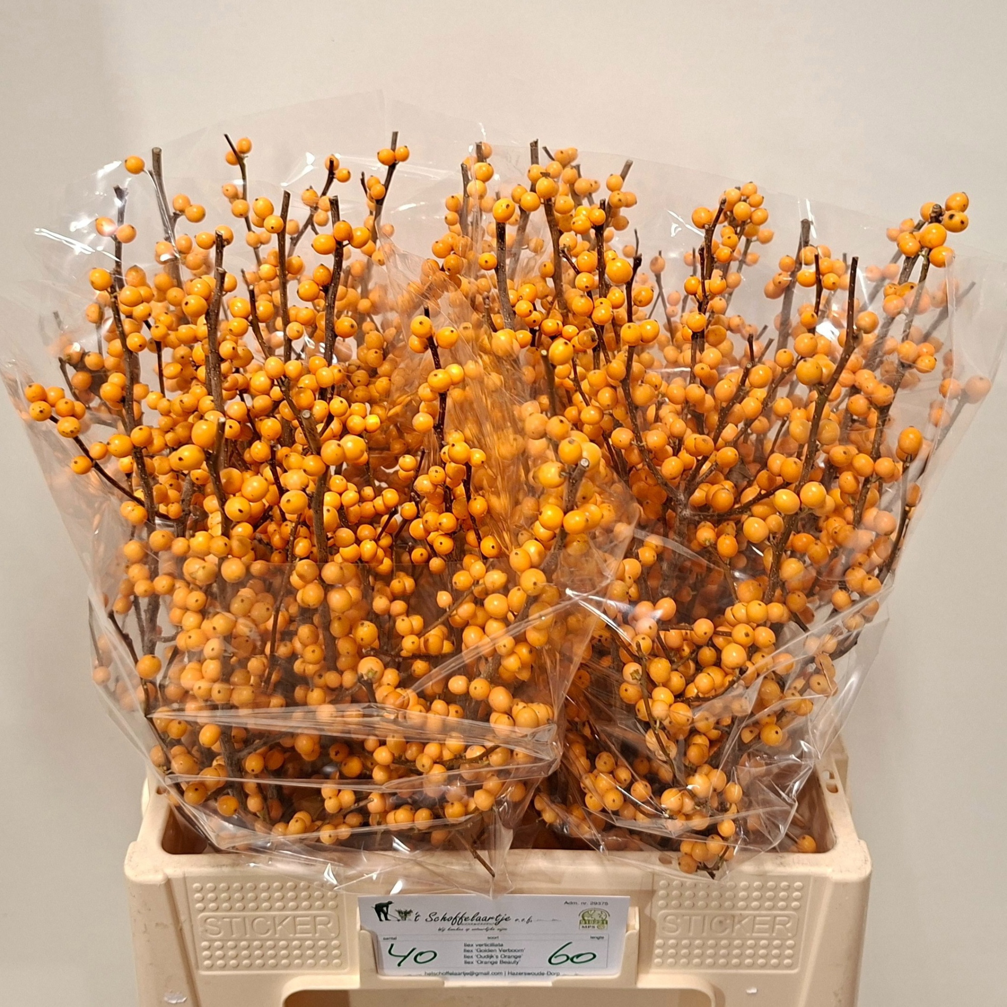 Илекс Голден Вербум 60, шт.