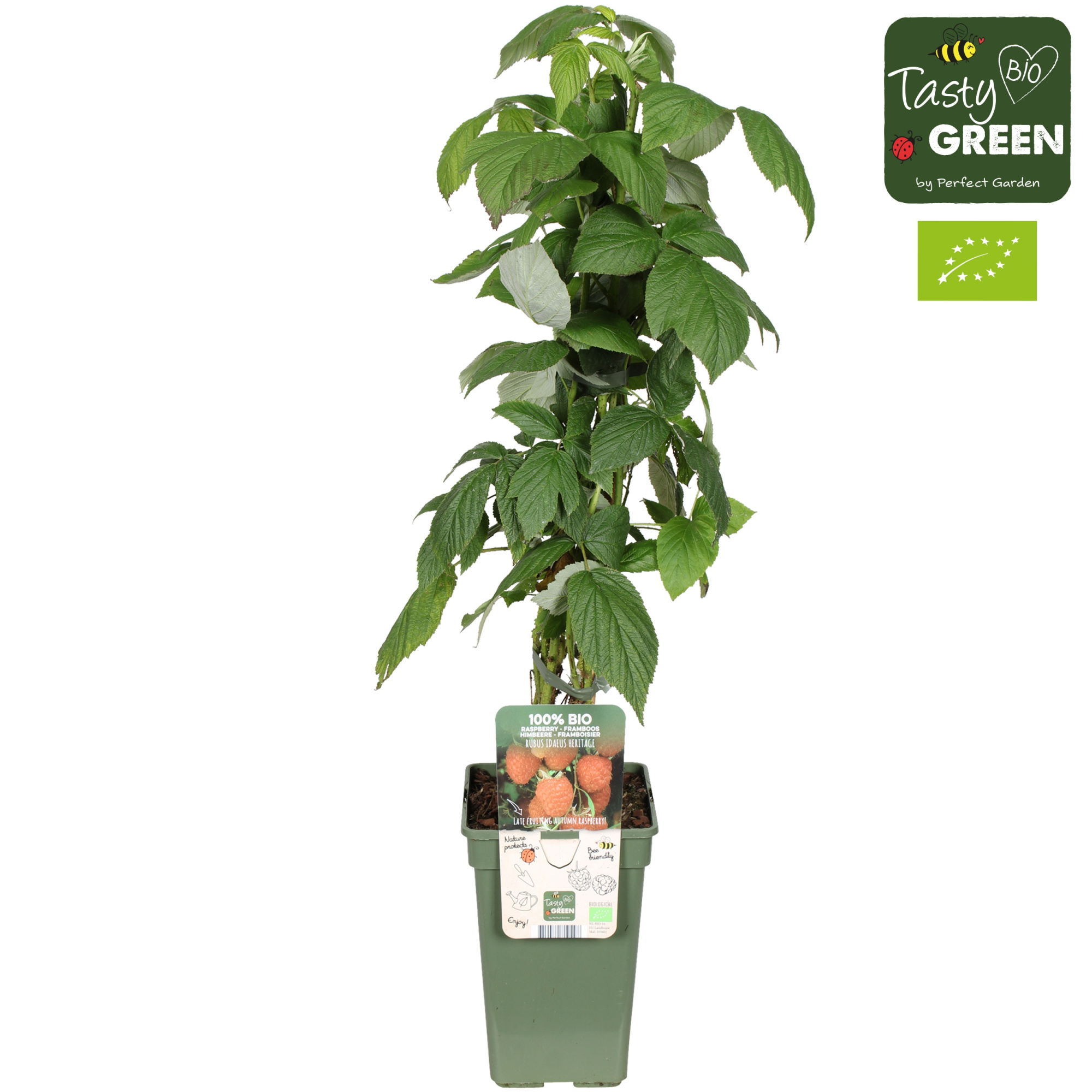 Rubus idaeus 'Heritage' Bio P19, D 19 cm