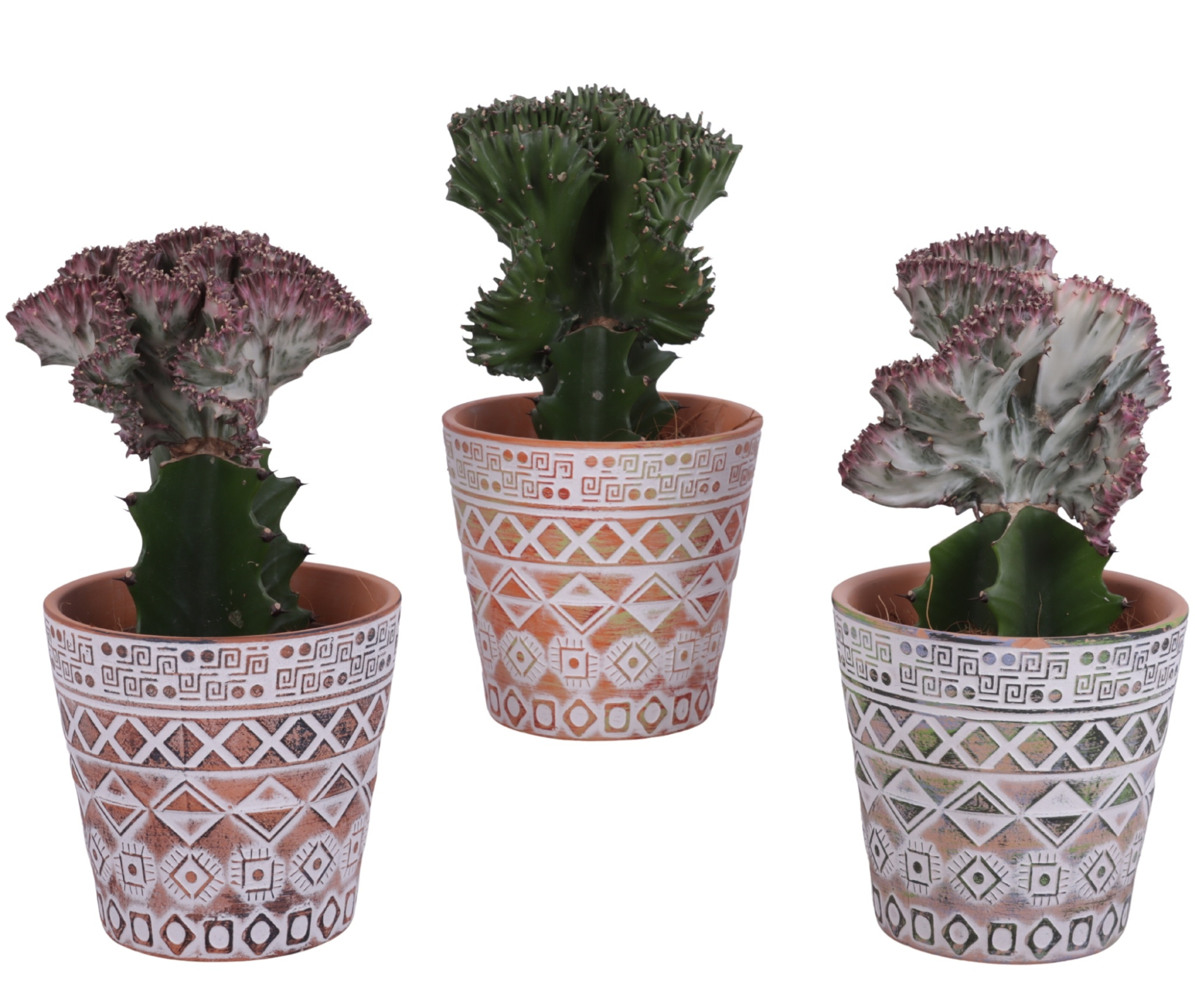 Cactus mix Euphorbia l. Ø12cm in Ø14cm Ceramic Pot Inca, D 14