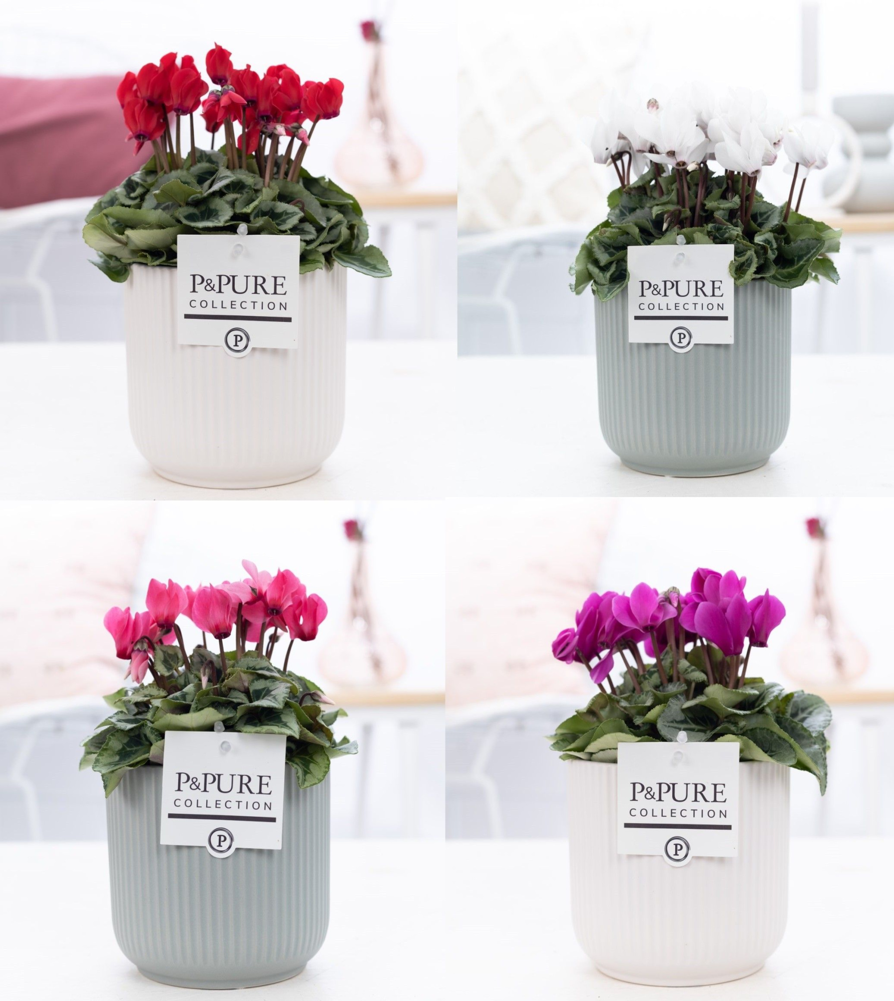 Cyclamen SS Picasso mix in Sophie Ceramics Pure, D 15 cm