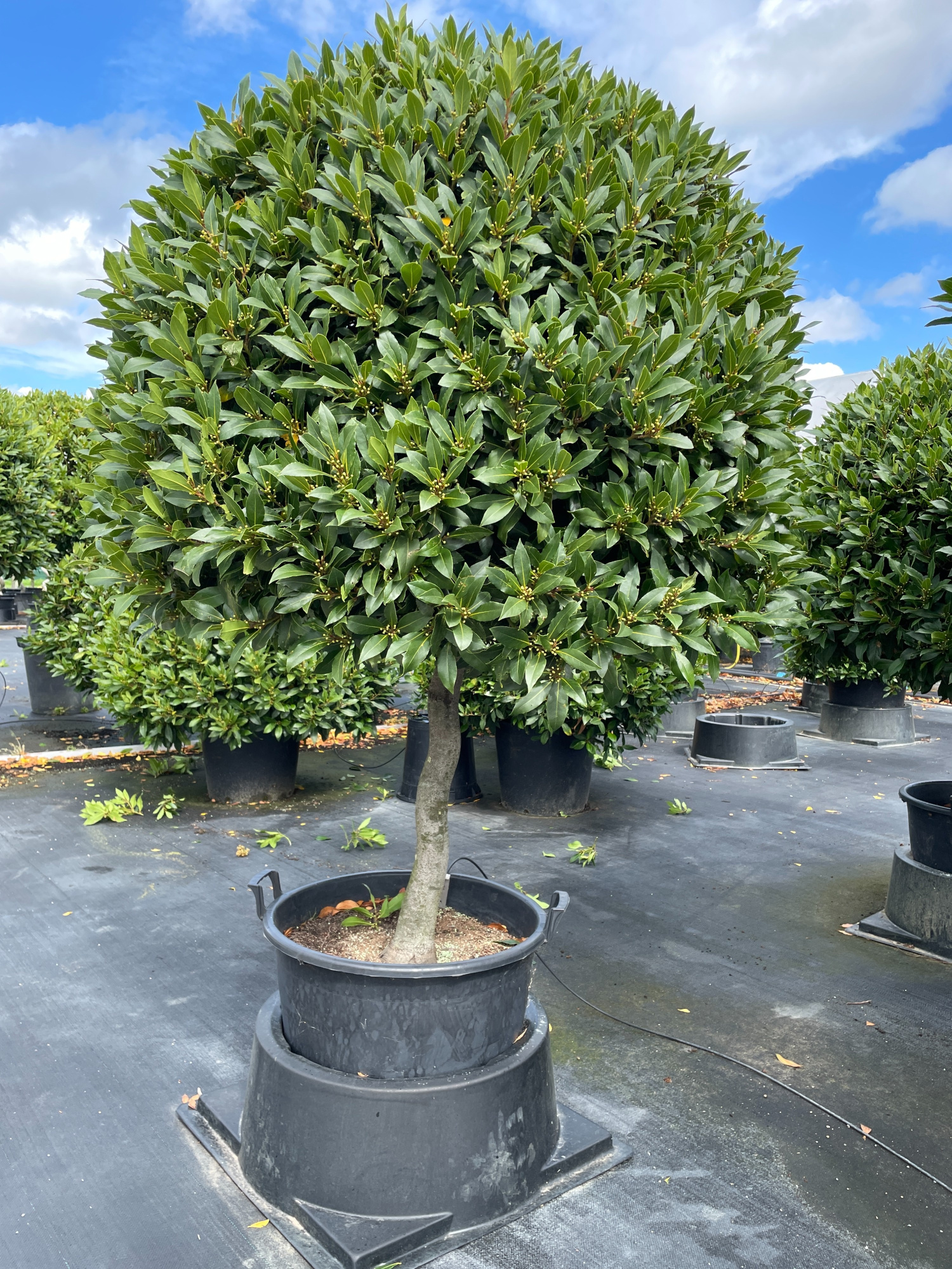 1/2 SPIRAALSTAM BOL 120CM ( 1ST/2CC ), D 55 cm