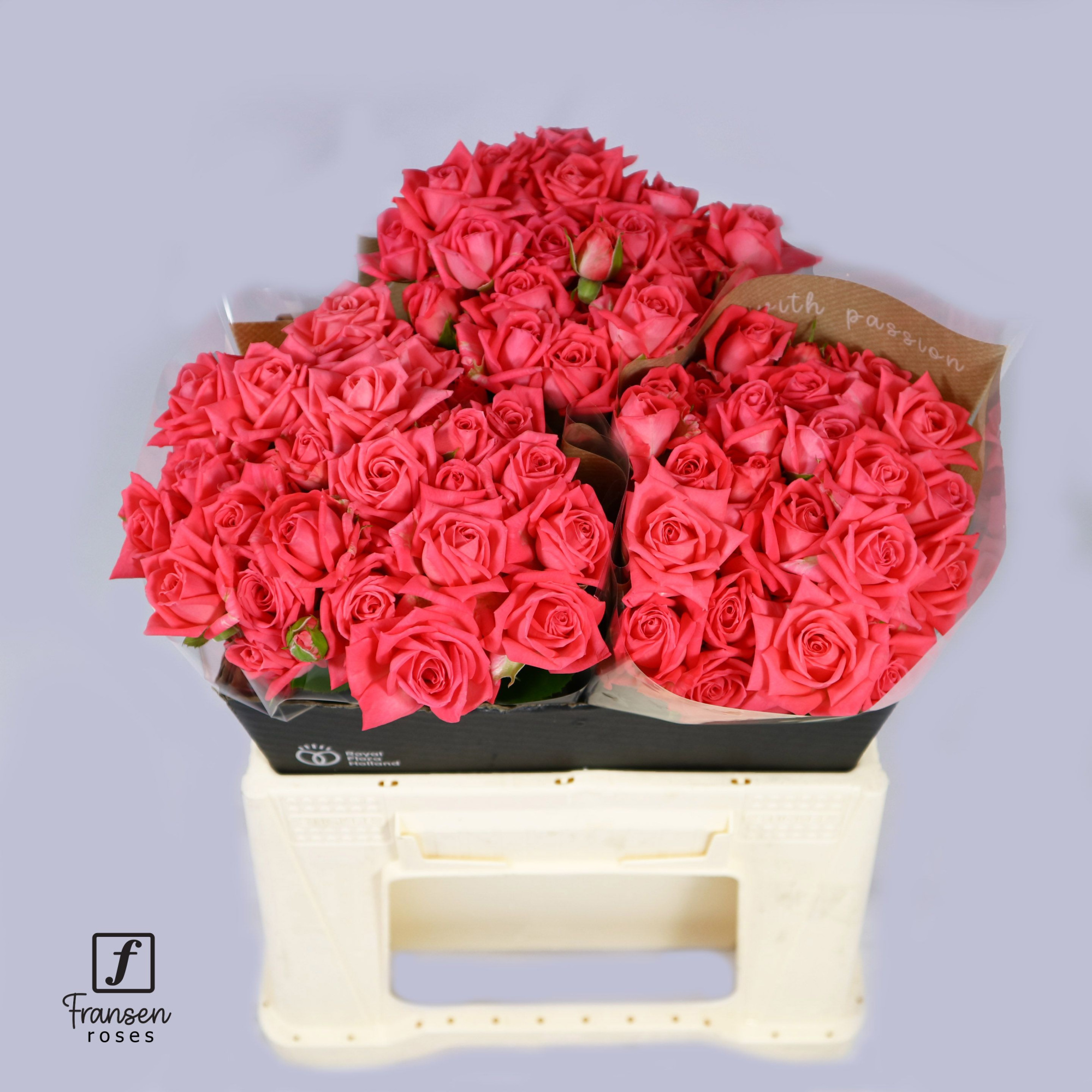 Роза куст. Барбадос 40, шт.