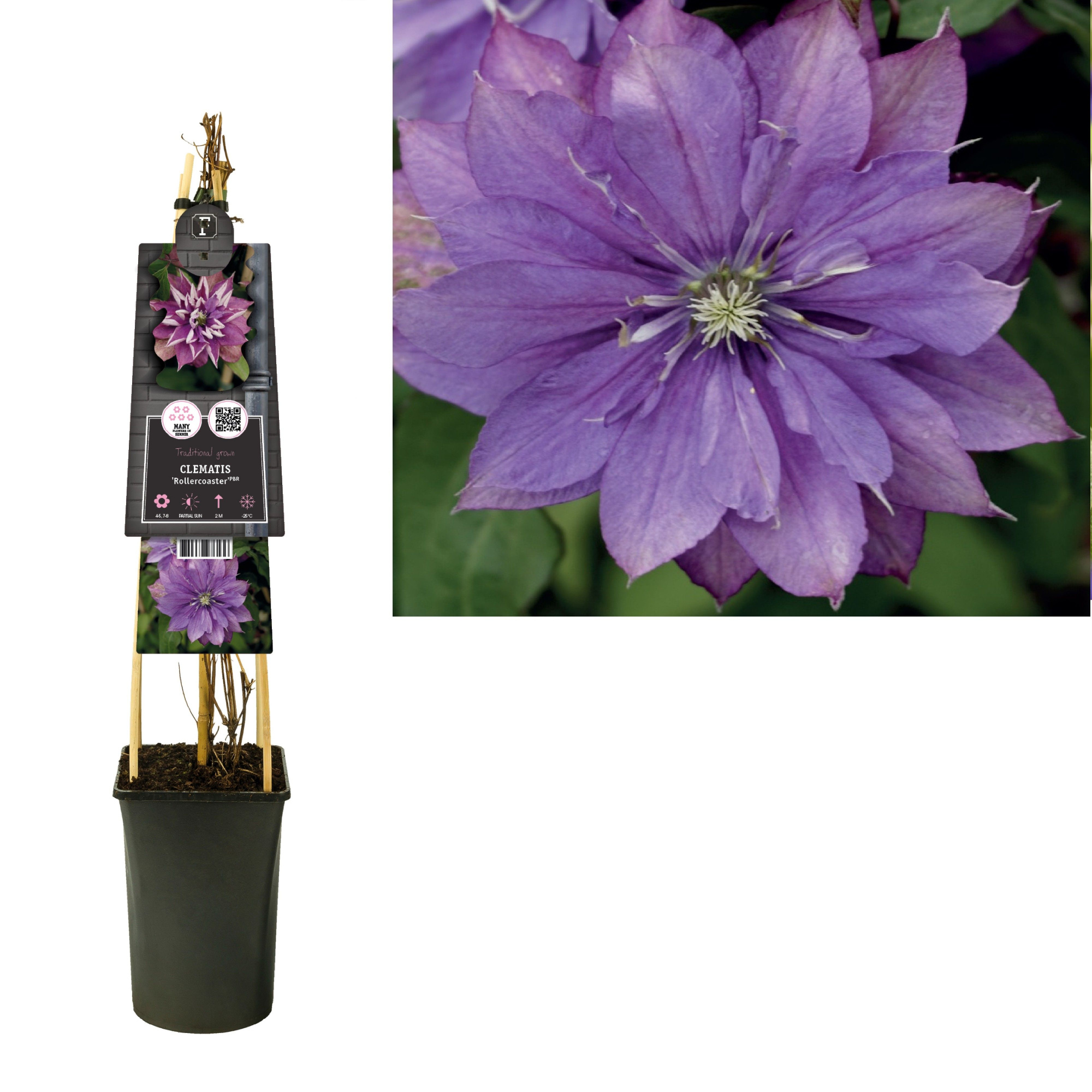 Clematis 'Rollercoaster' PBR +3.0 label, D 17 cm