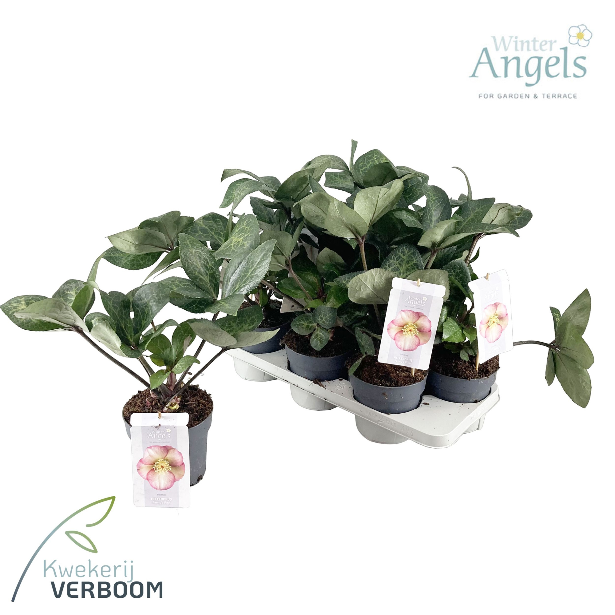 Helleborus Frostkiss Penny's Pink p15 GROEN, D 15 cm